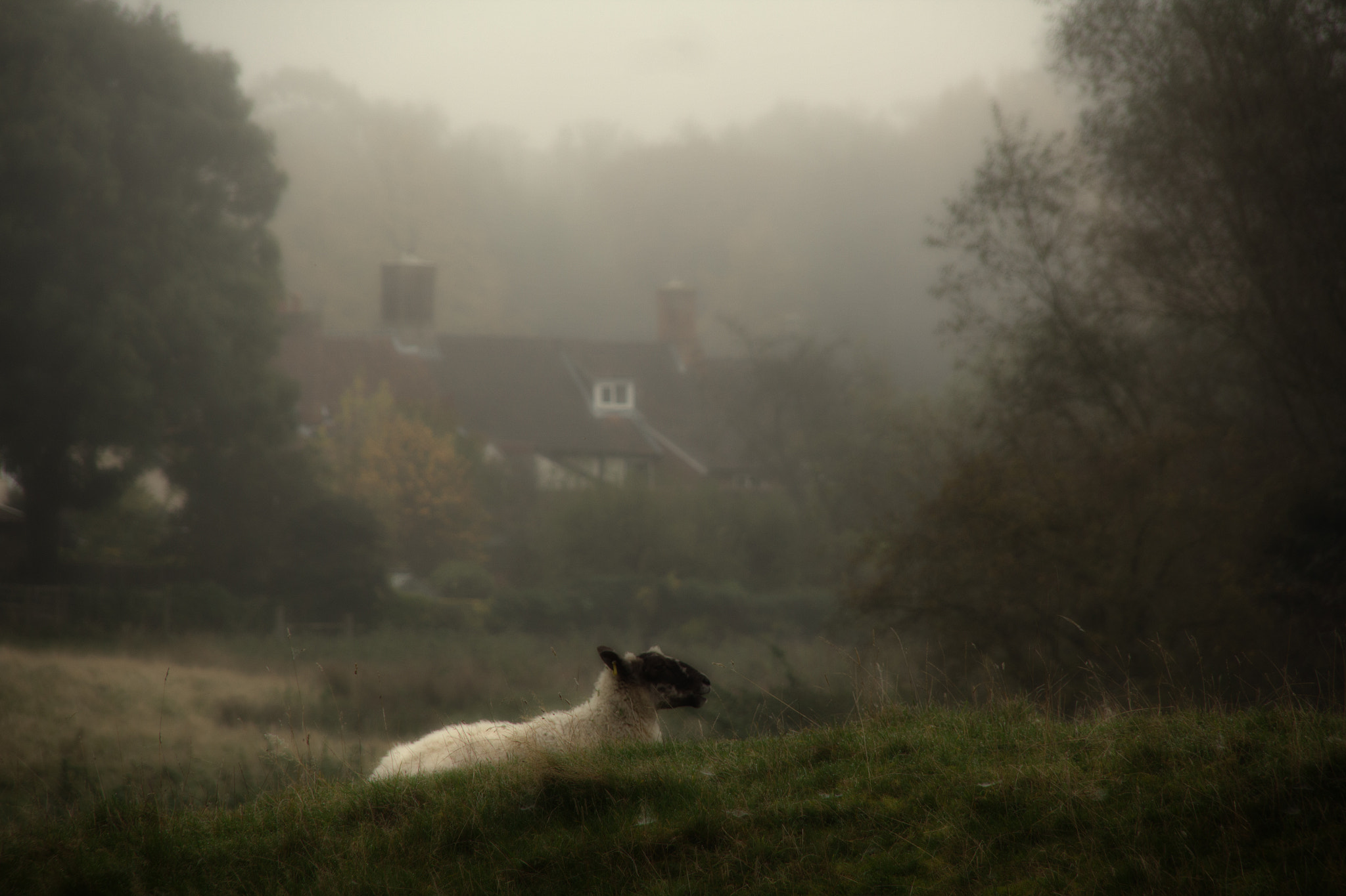 Sigma 18-200mm f/3.5-6.3 DC OS sample photo. Sheep may safely graze photography