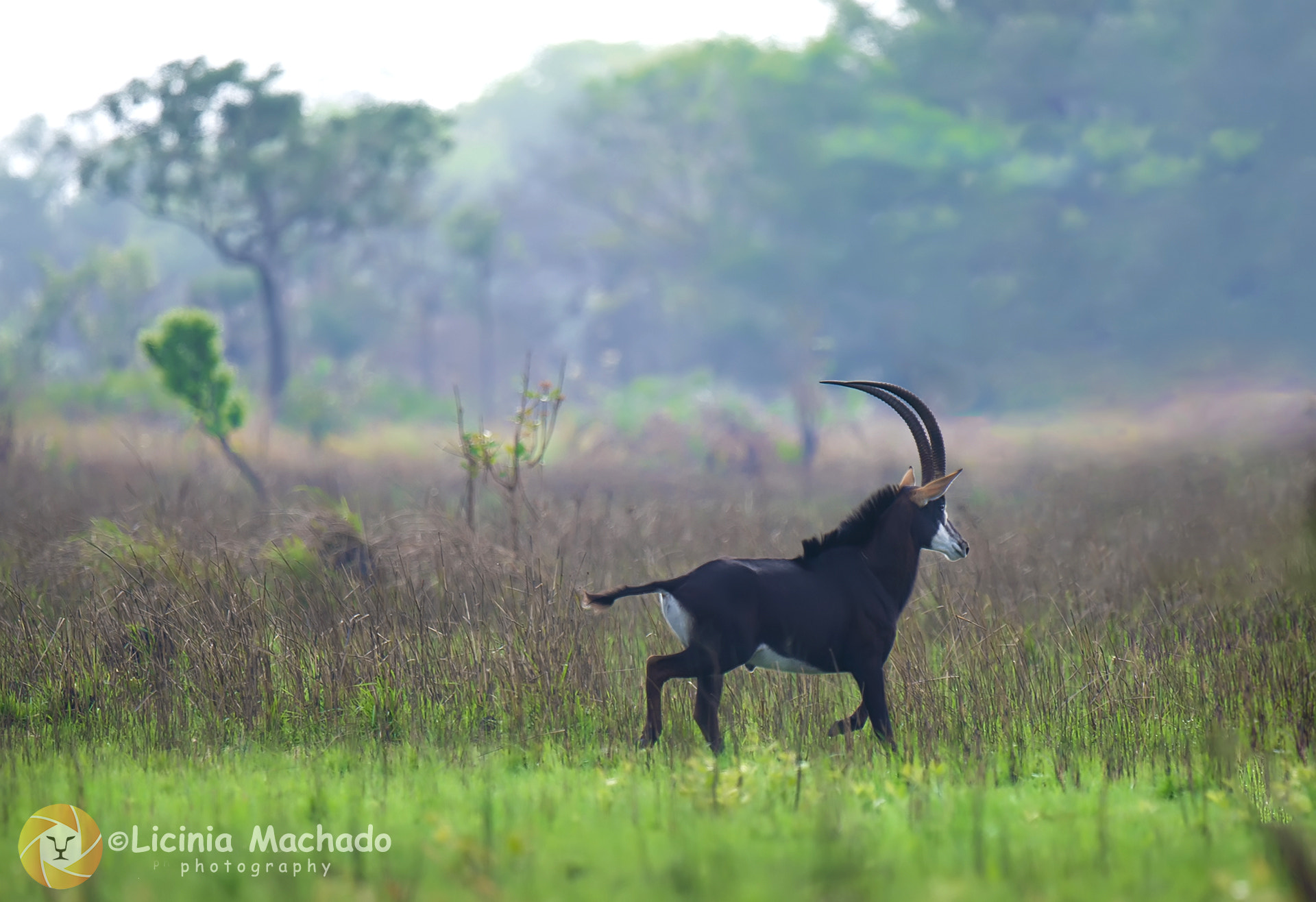 Nikon D3S + Nikon AF-S Nikkor 500mm F4G ED VR sample photo. Running sable photography