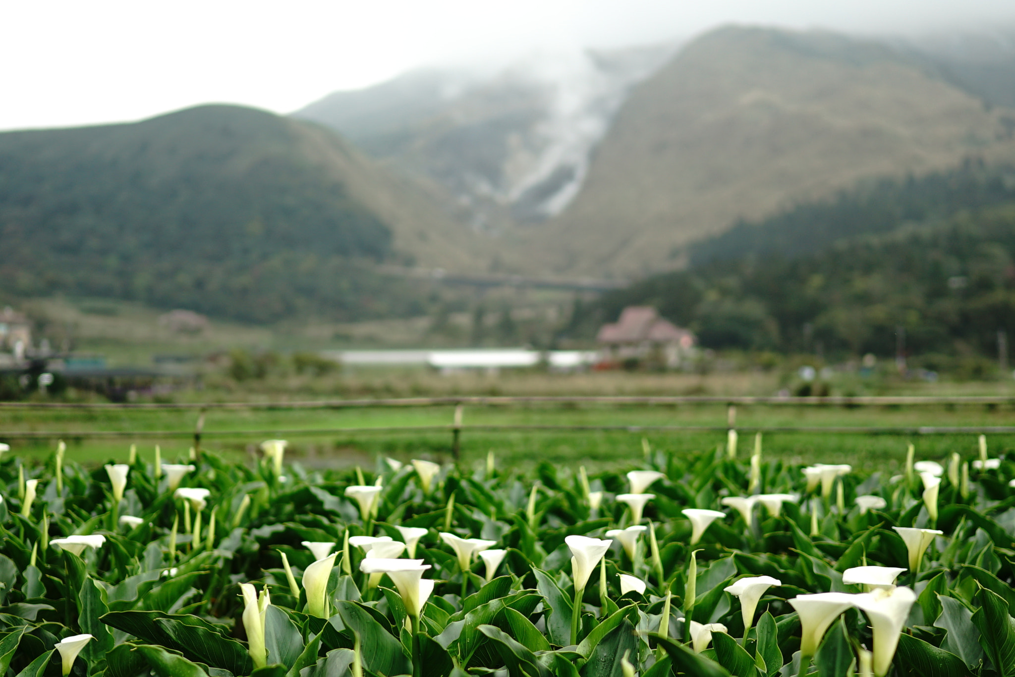 Sony a7S + Sony Distagon T* FE 35mm F1.4 ZA sample photo. 竹子湖 photography