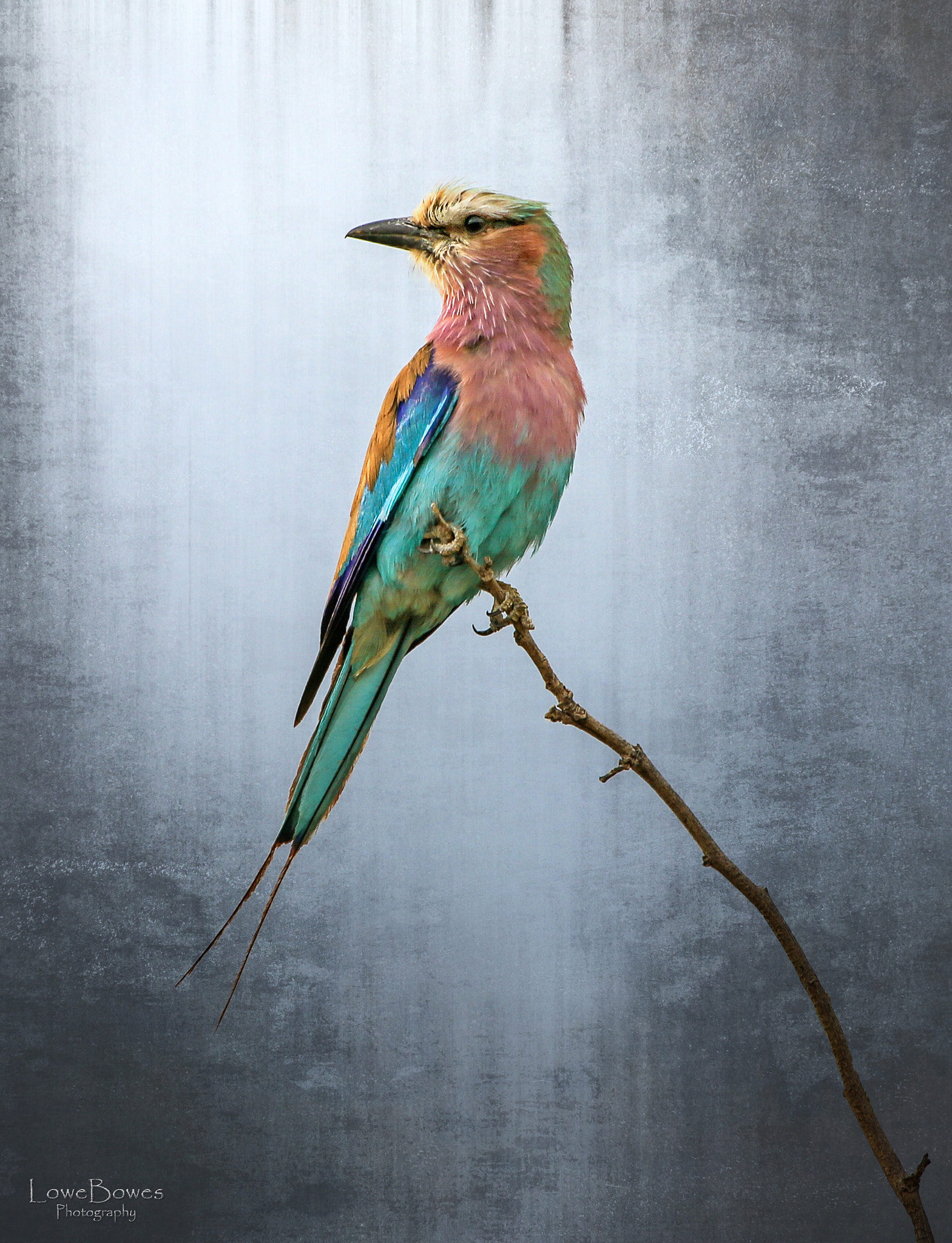 Canon EF 70-200mm F2.8L IS II USM sample photo. Lilac breasted roller photography