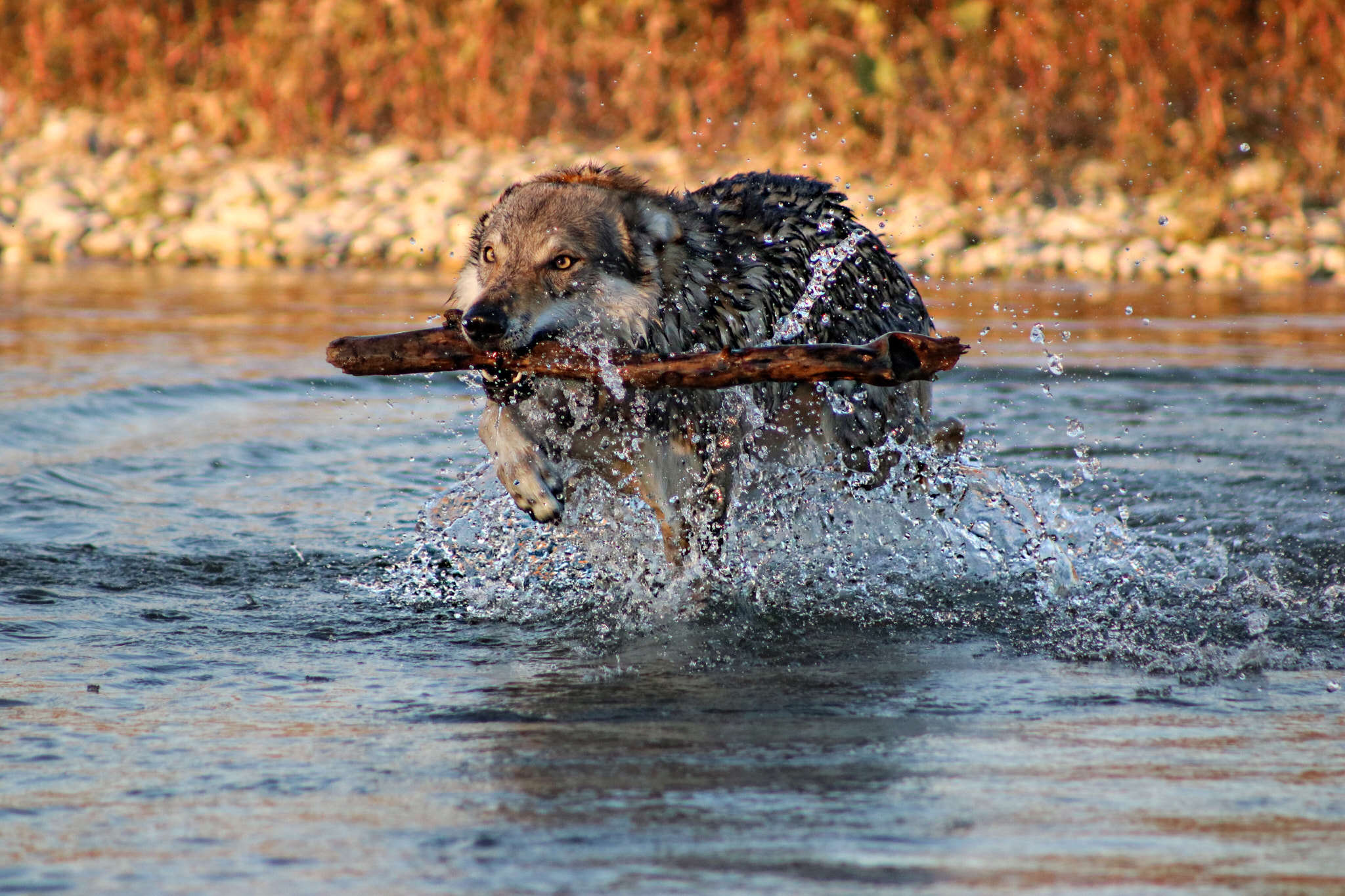 Canon EF 75-300mm f/4-5.6 USM sample photo. One of my favorite pic!  photography
