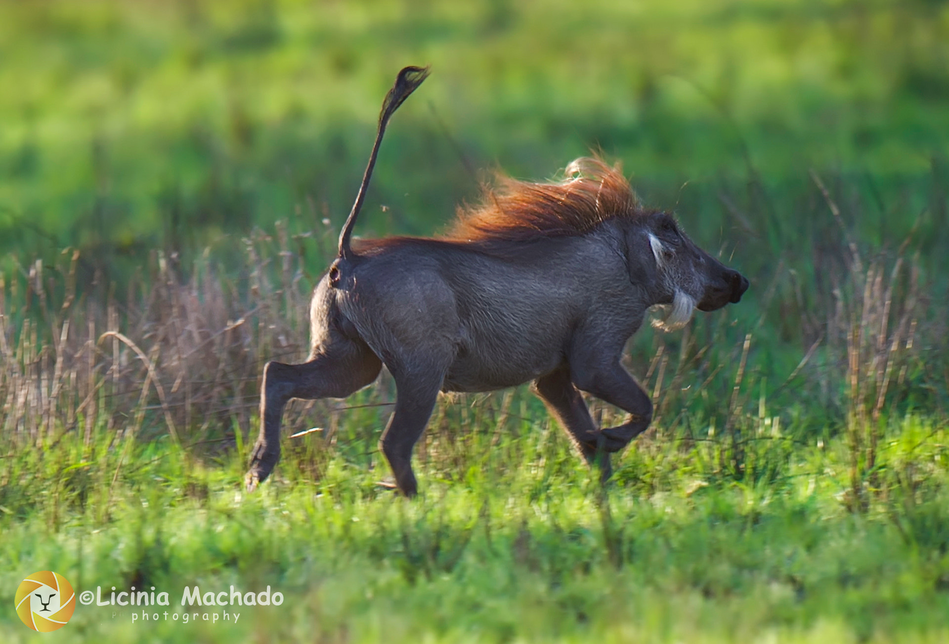 Nikon AF-S Nikkor 500mm F4G ED VR sample photo. Running warthog photography