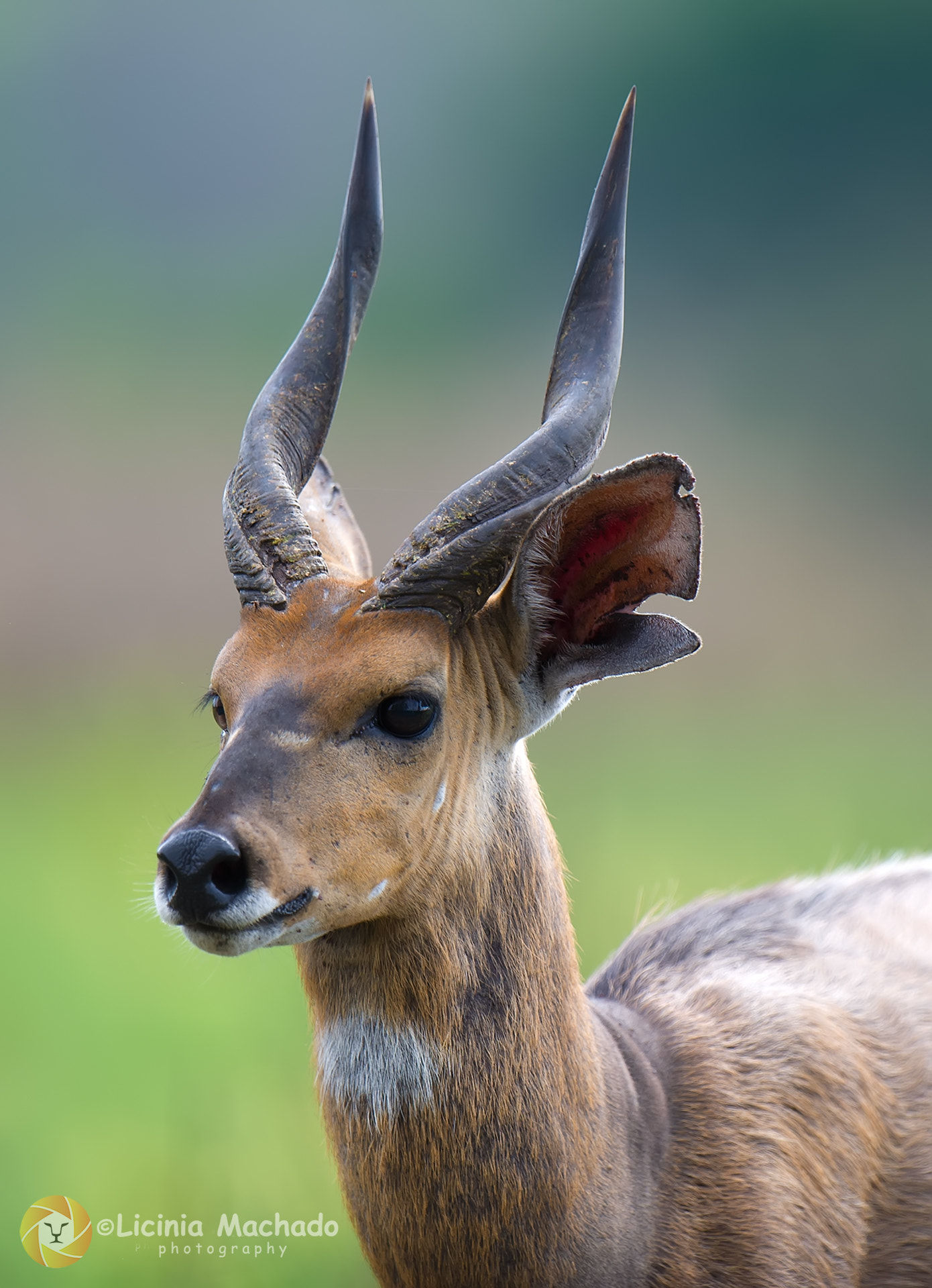 Nikon D3S + Nikon AF-S Nikkor 500mm F4G ED VR sample photo. Bushbuck photography
