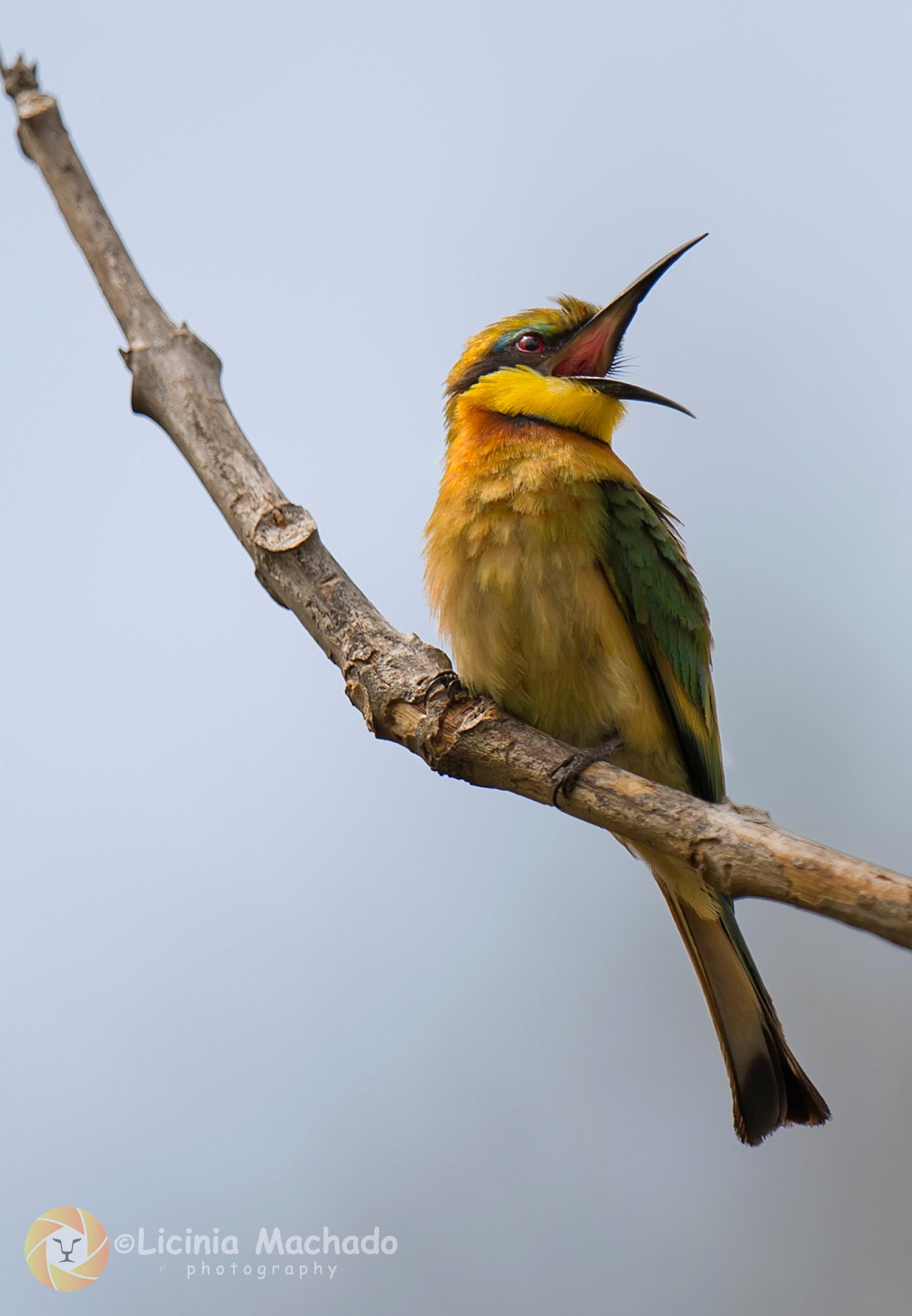 Nikon D3S sample photo. Little bee-eater (merops pusillus) photography