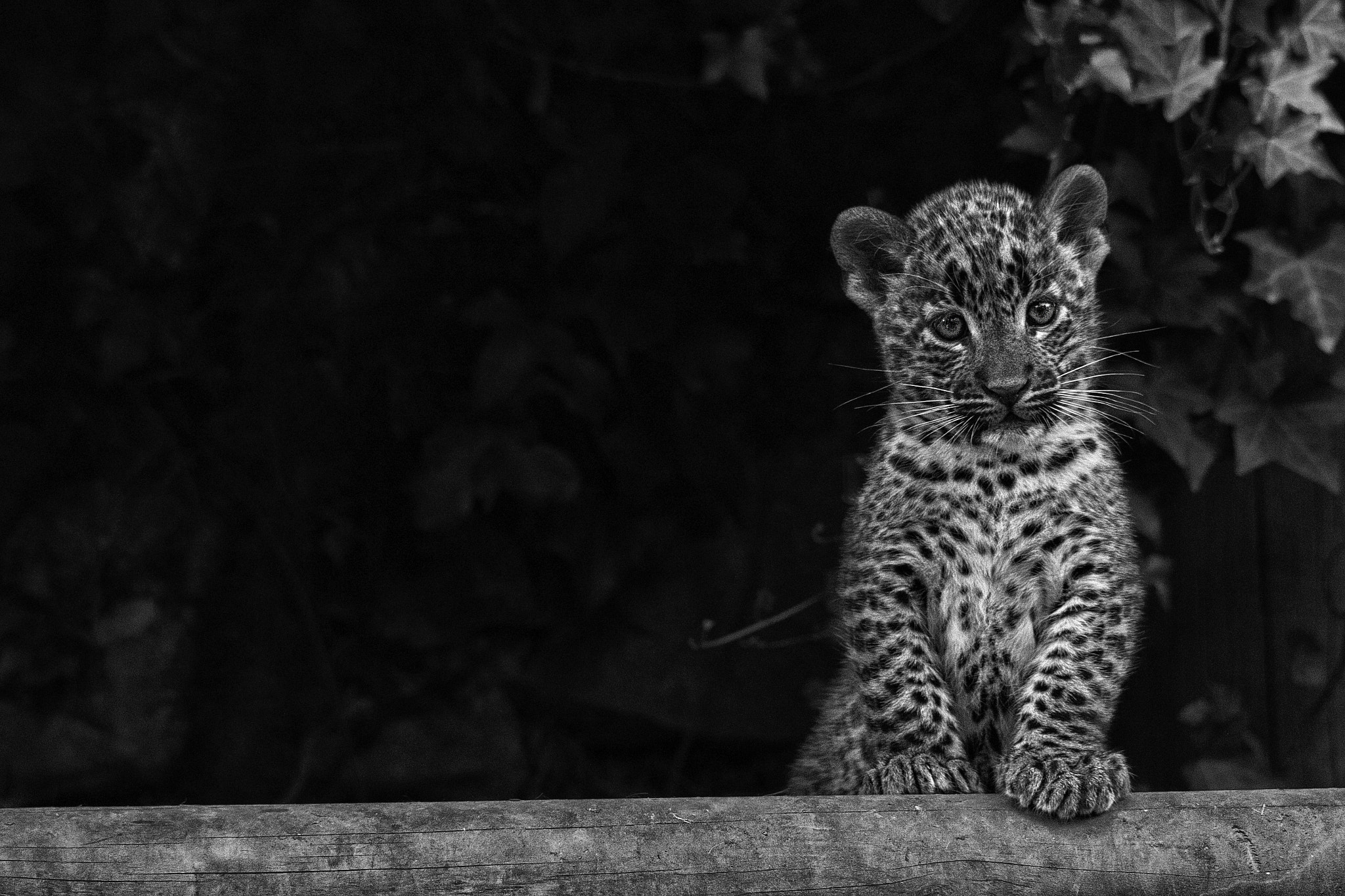 Sigma 150-500mm F5-6.3 DG OS HSM sample photo. Ankest bn photography
