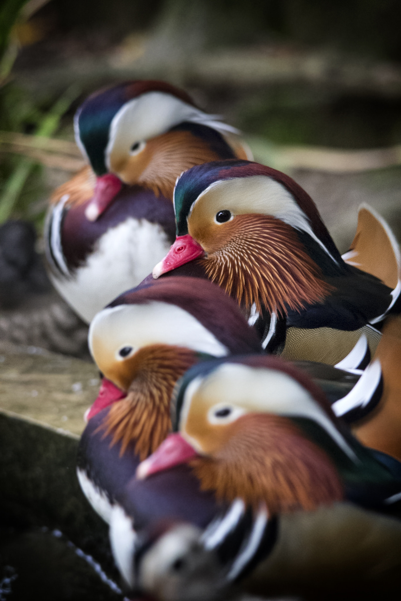 Sigma 150-500mm F5-6.3 DG OS HSM sample photo. Pato mandarin photography