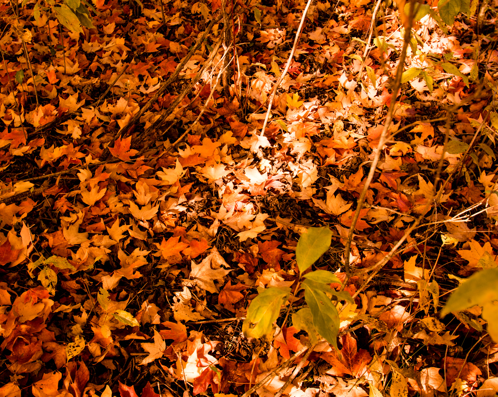 Canon EOS 760D (EOS Rebel T6s / EOS 8000D) + Sigma 10-20mm F3.5 EX DC HSM sample photo. Forest floor in fall photography