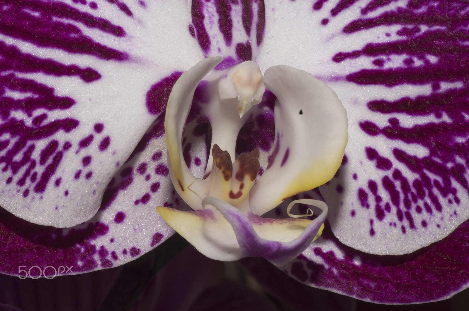 Sony SLT-A55 (SLT-A55V) + Tamron SP AF 90mm F2.8 Di Macro sample photo. Jaws photography
