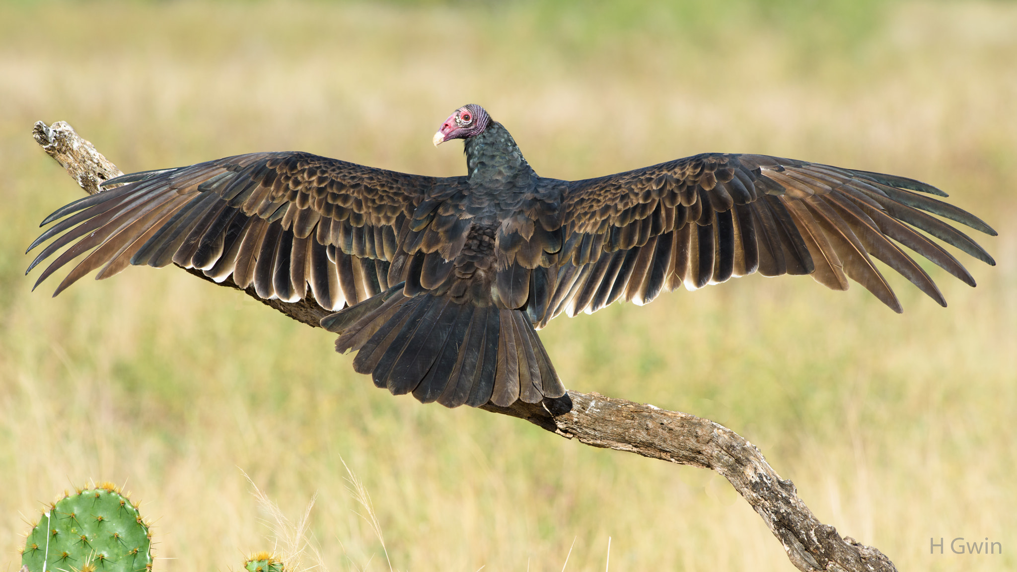 Nikon D810 sample photo. Turkey vulture photography