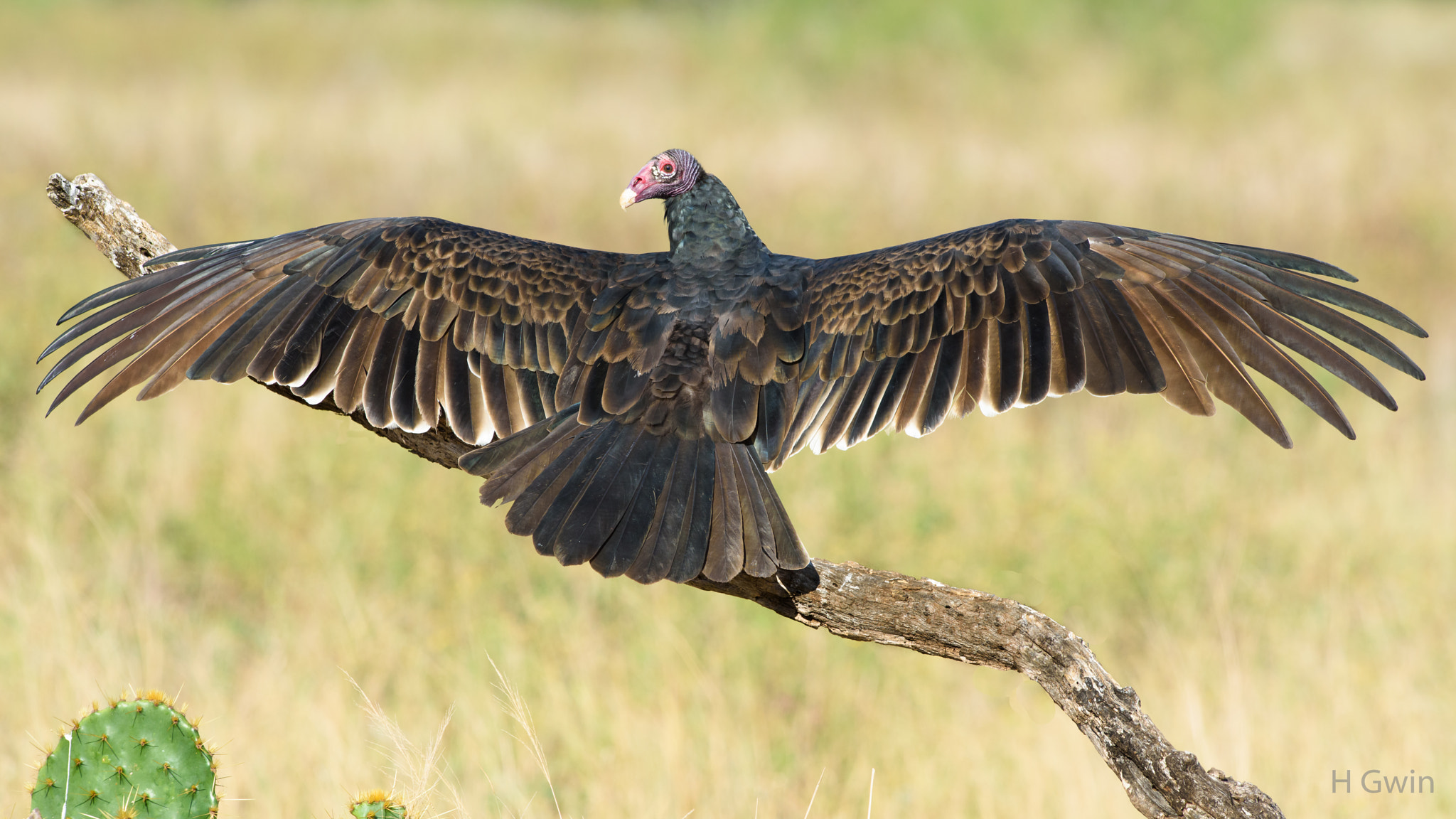 Nikon AF-S Nikkor 300mm F2.8G ED VR II sample photo. Turkey vulture photography