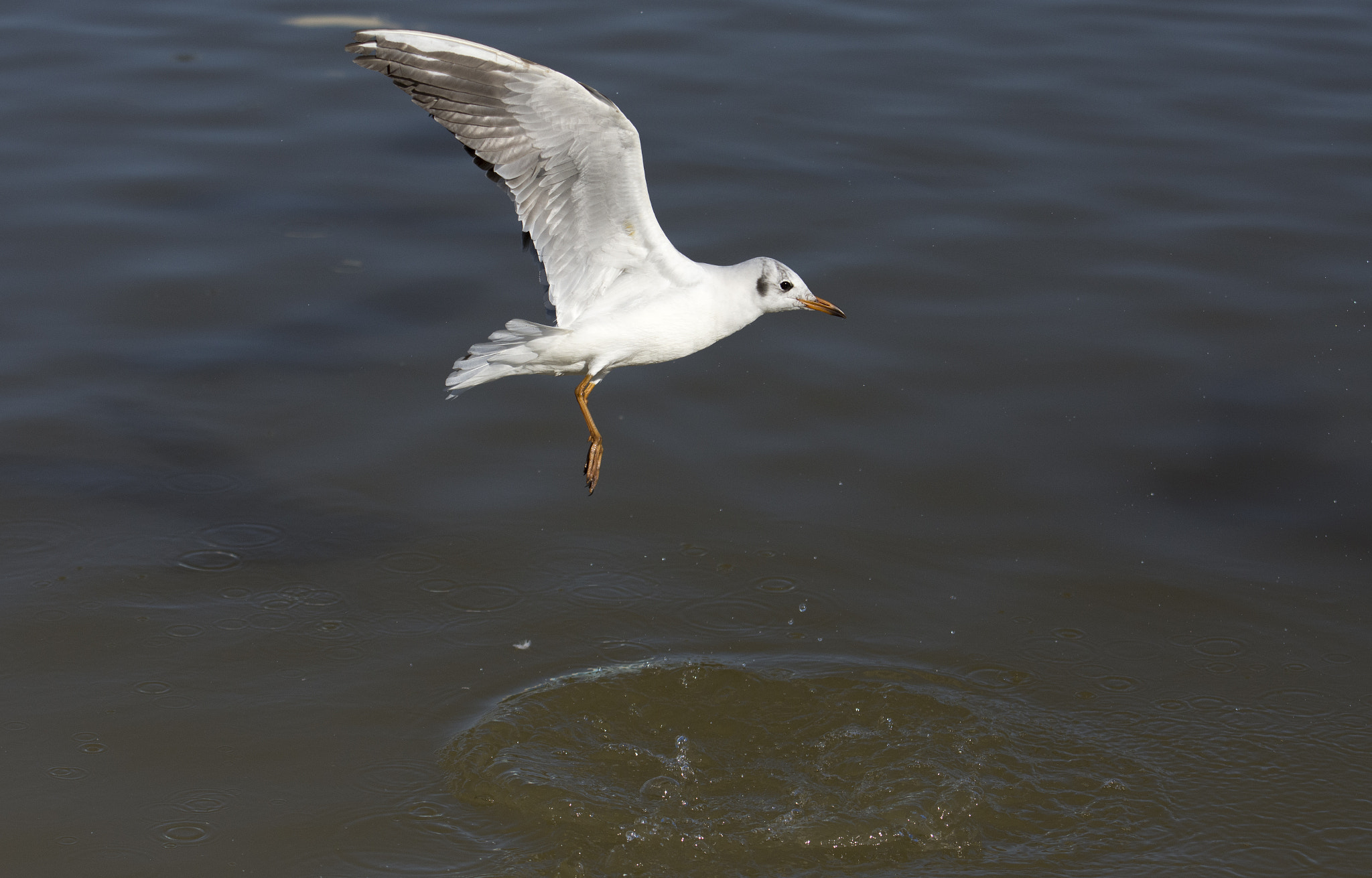 Nikon AF-S Nikkor 70-200mm F2.8G ED VR II sample photo. Fly photography