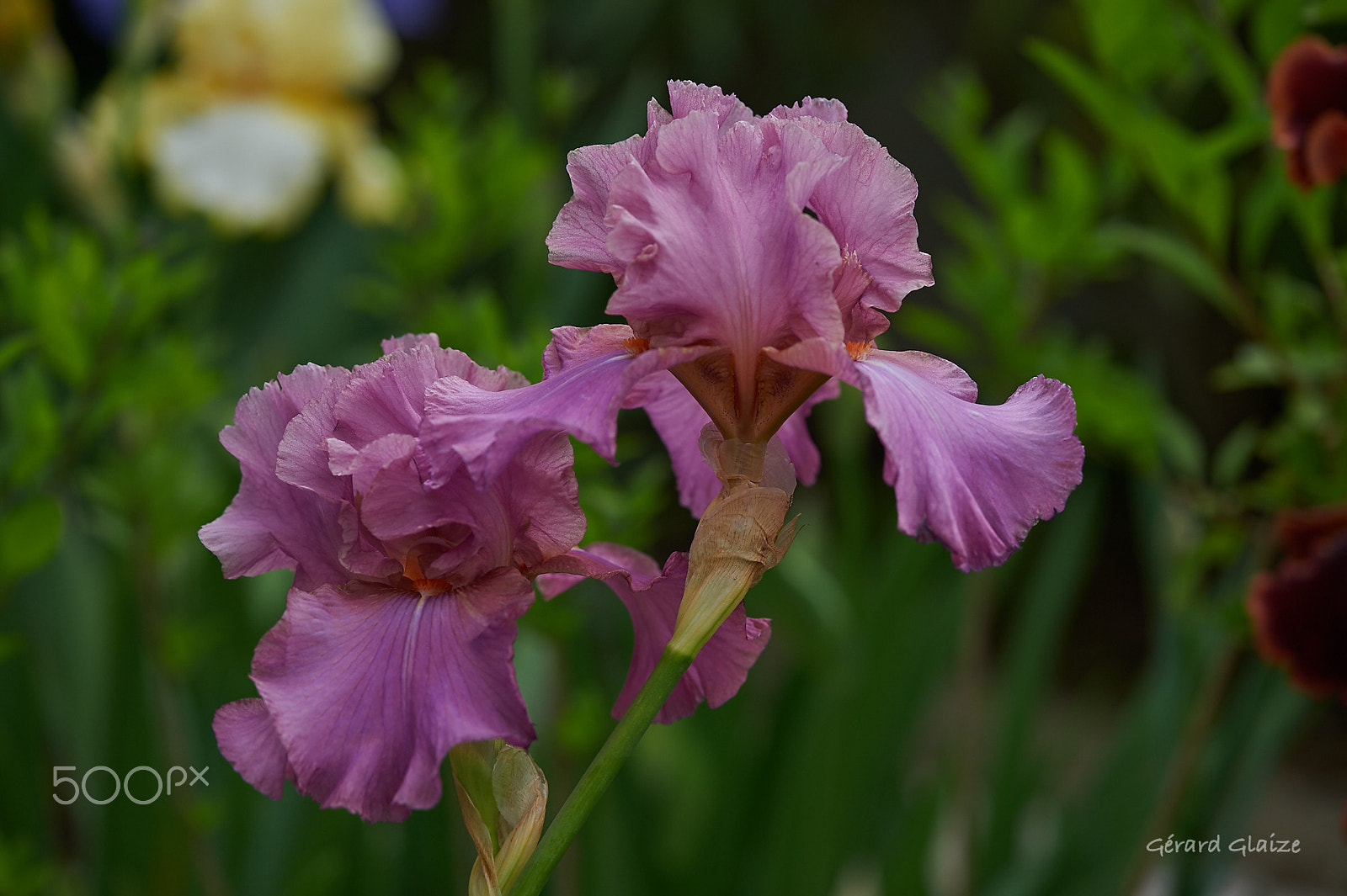 Nikon D4 sample photo. Iris photography