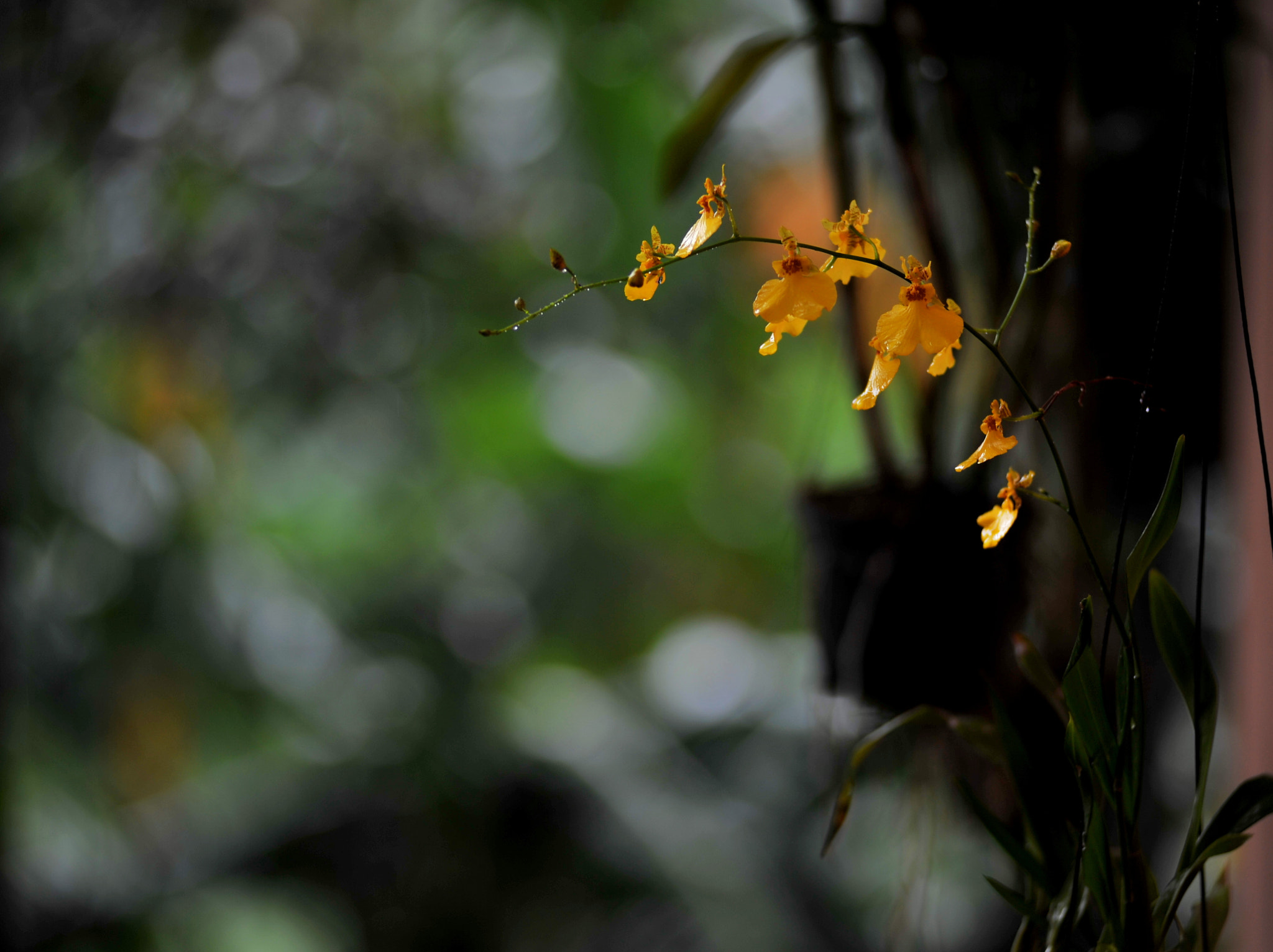 Nikon AF-Nikkor 80-200mm F2.8D ED sample photo. Refreshed by the rain photography