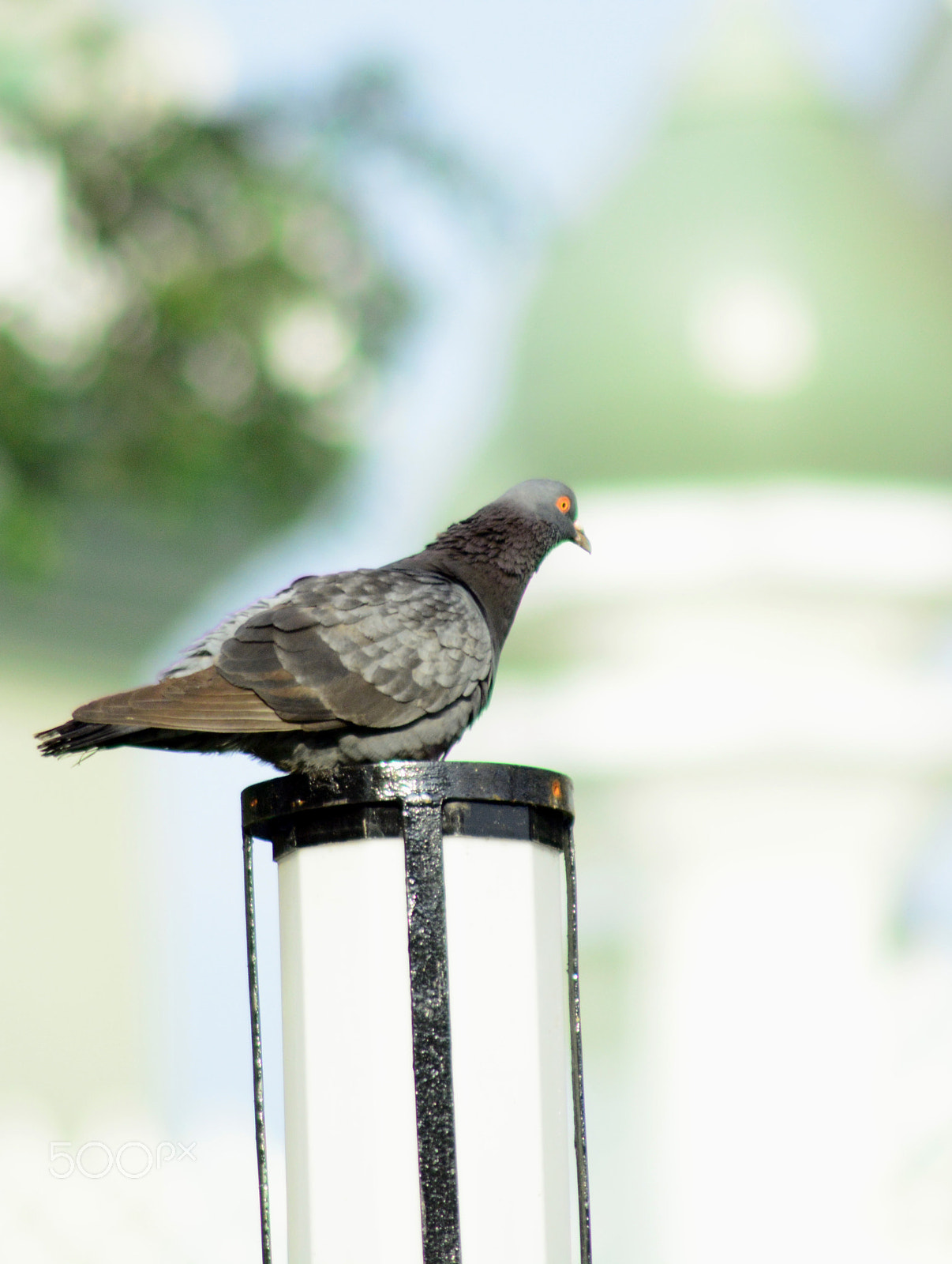 Nikon D5200 sample photo. Lonely pigeon photography