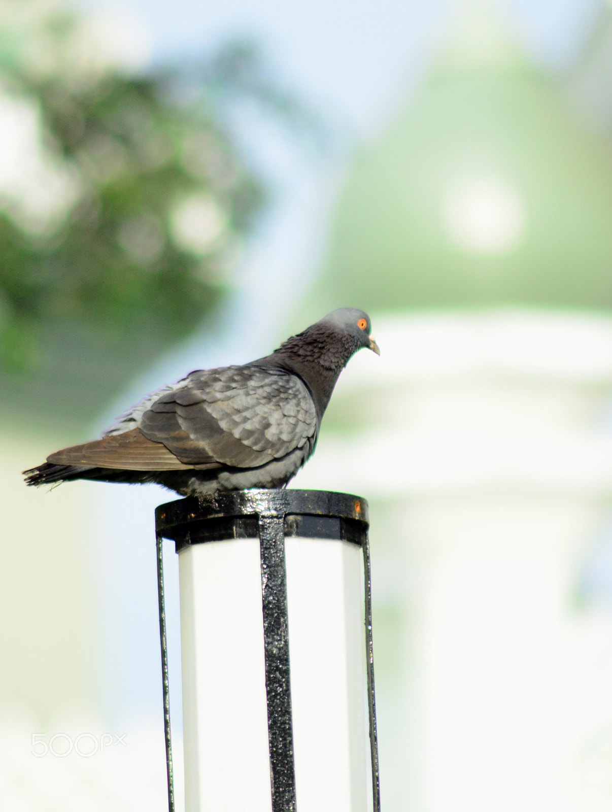 Nikon AF-S Nikkor 50mm F1.8G sample photo. Lonely pigeon photography