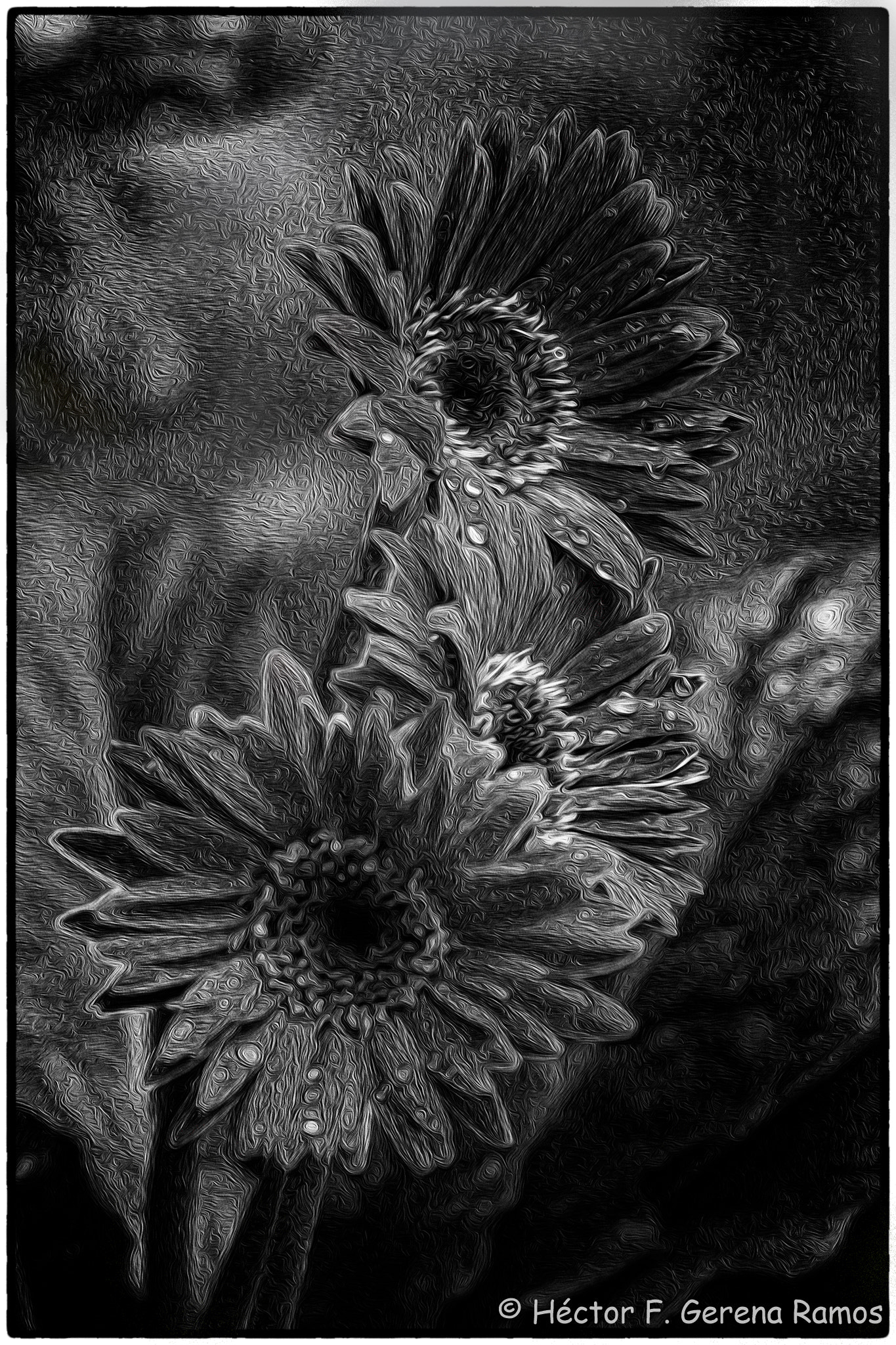Sigma APO Macro 180mm F2.8 EX DG OS HSM sample photo. Fine border photography