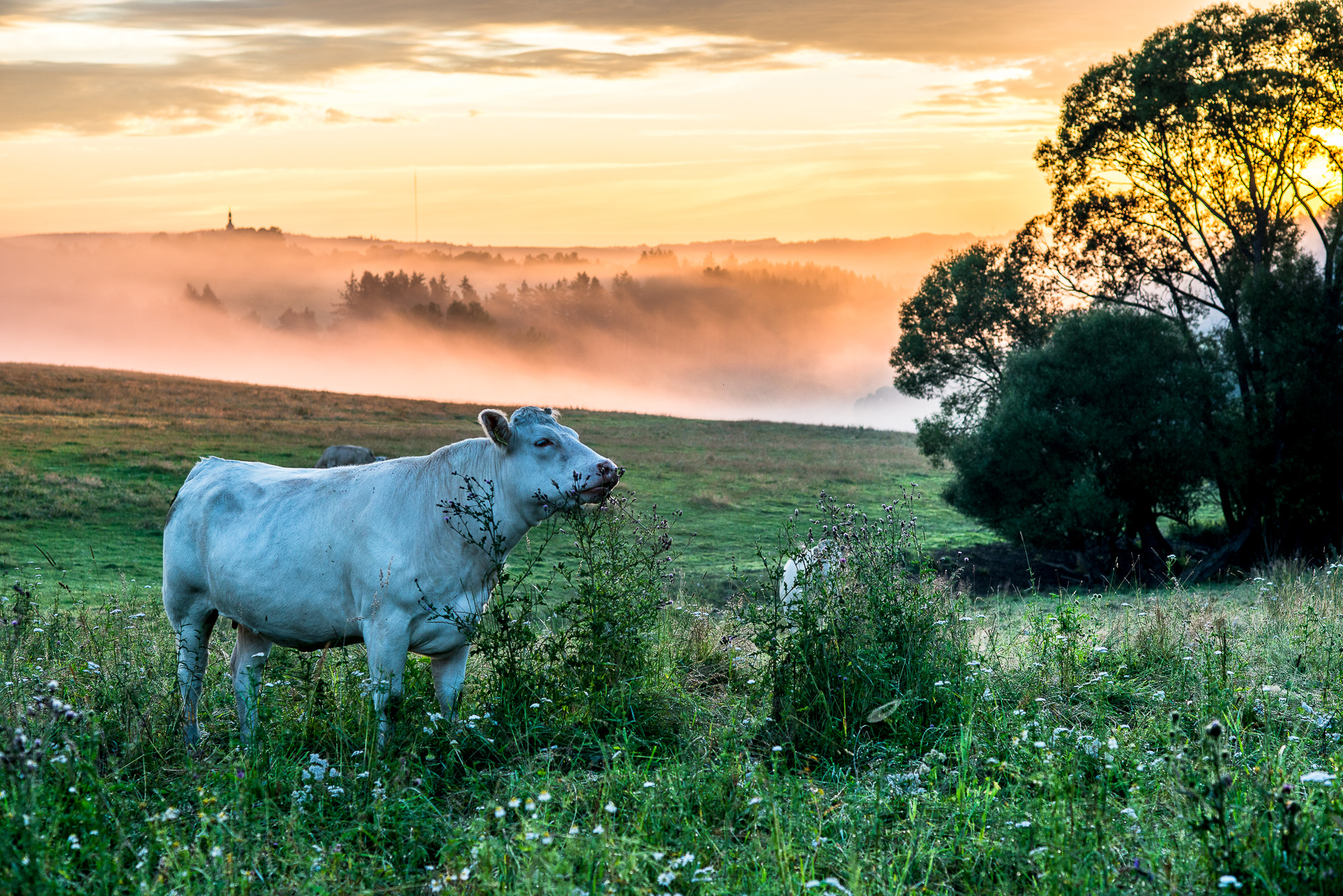 Nikon D600 + Nikon AF Nikkor 85mm F1.8D sample photo. Morning pasture photography