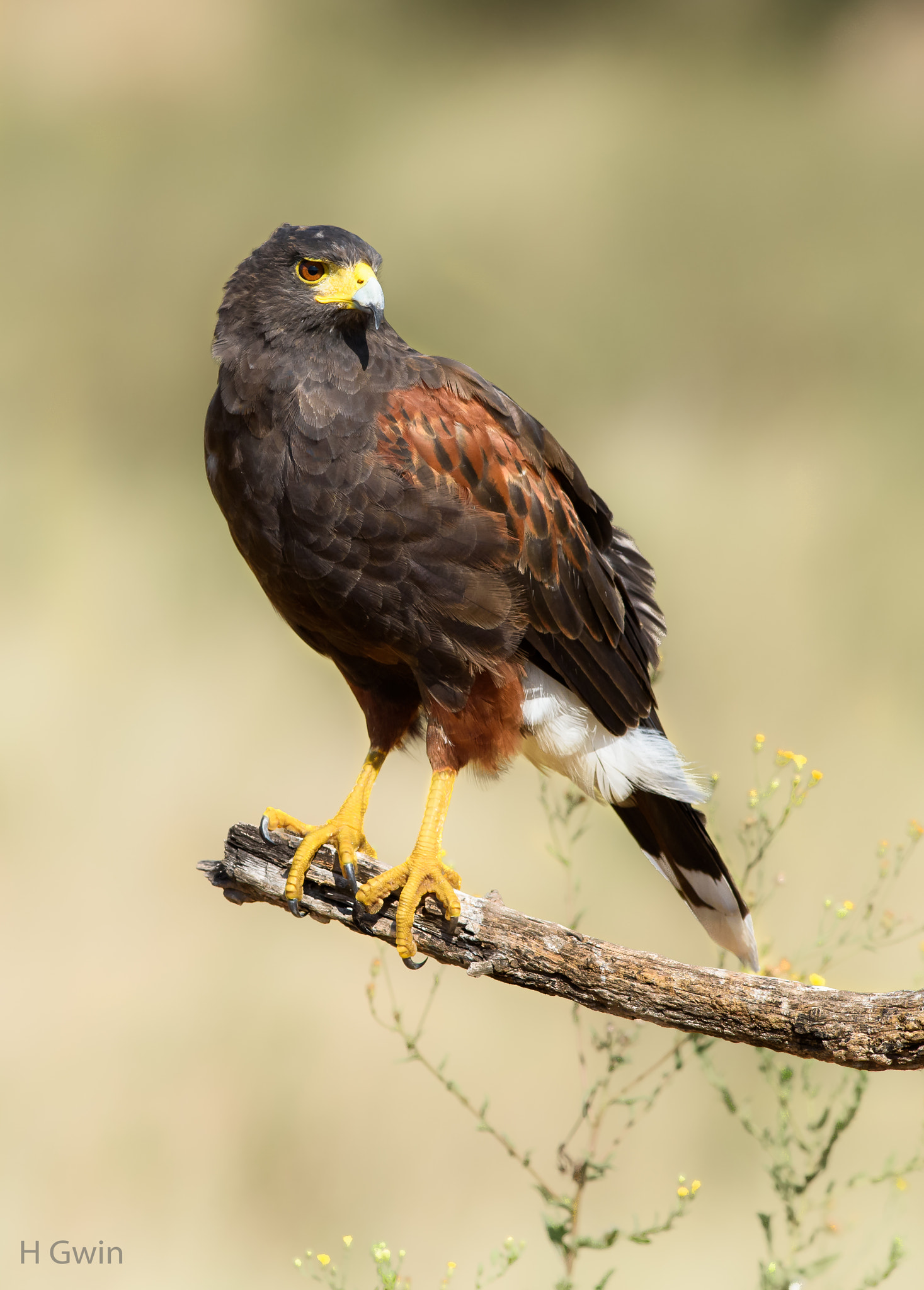 Nikon AF-S Nikkor 300mm F2.8G ED VR II sample photo. Harris's hawk photography