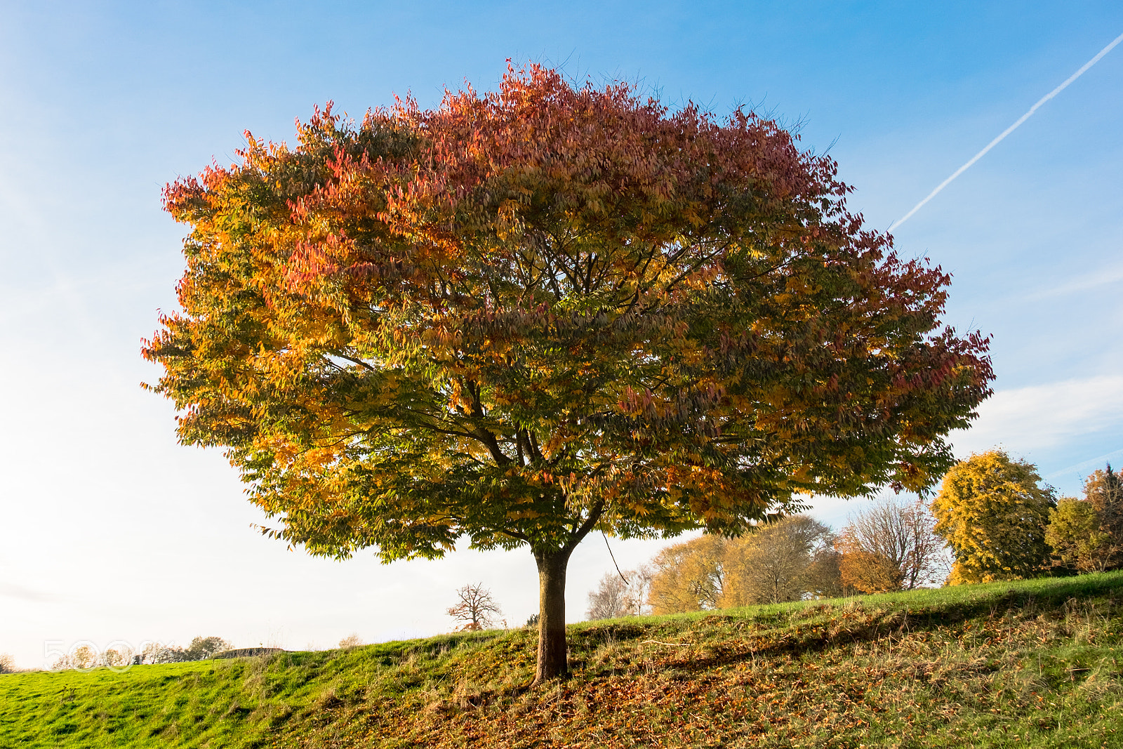 Fujifilm X-T10 + Fujifilm XF 18-135mm F3.5-5.6 R LM OIS WR sample photo. Proud tree photography