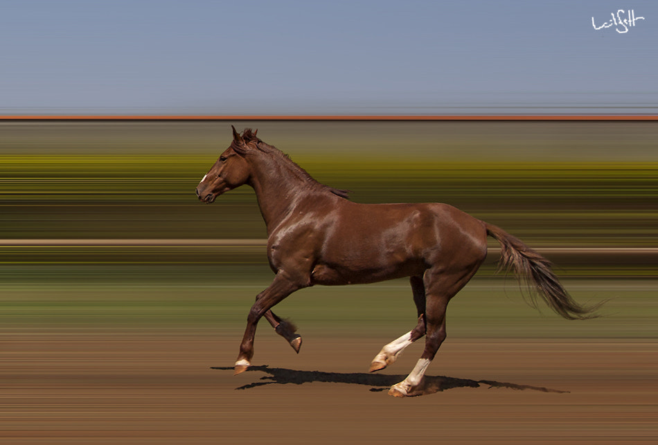 Canon EOS 50D + Canon EF-S 10-18mm F4.5–5.6 IS STM sample photo. Brazilian horse photography