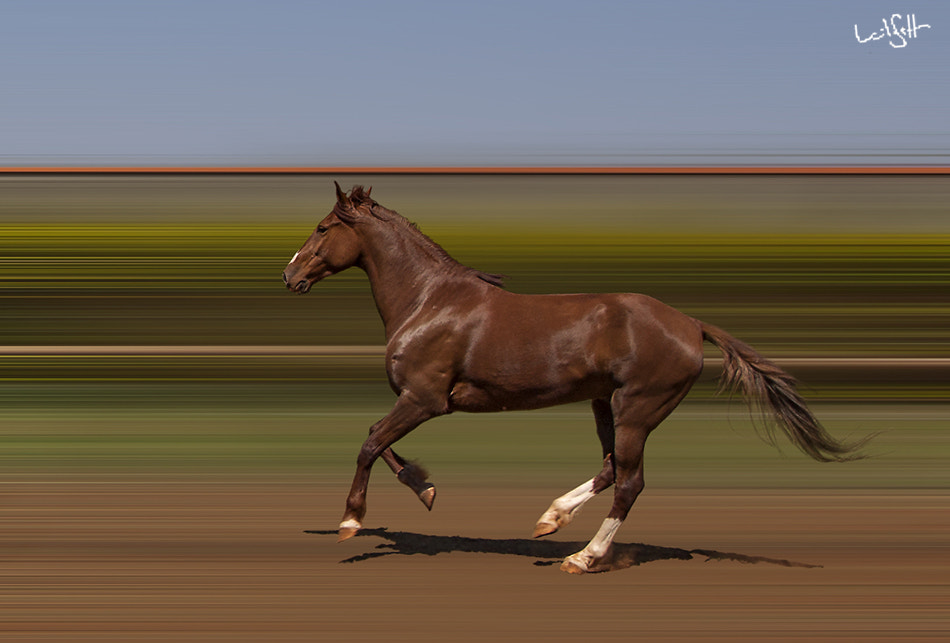 Canon EOS 50D sample photo. Brazilian horse photography