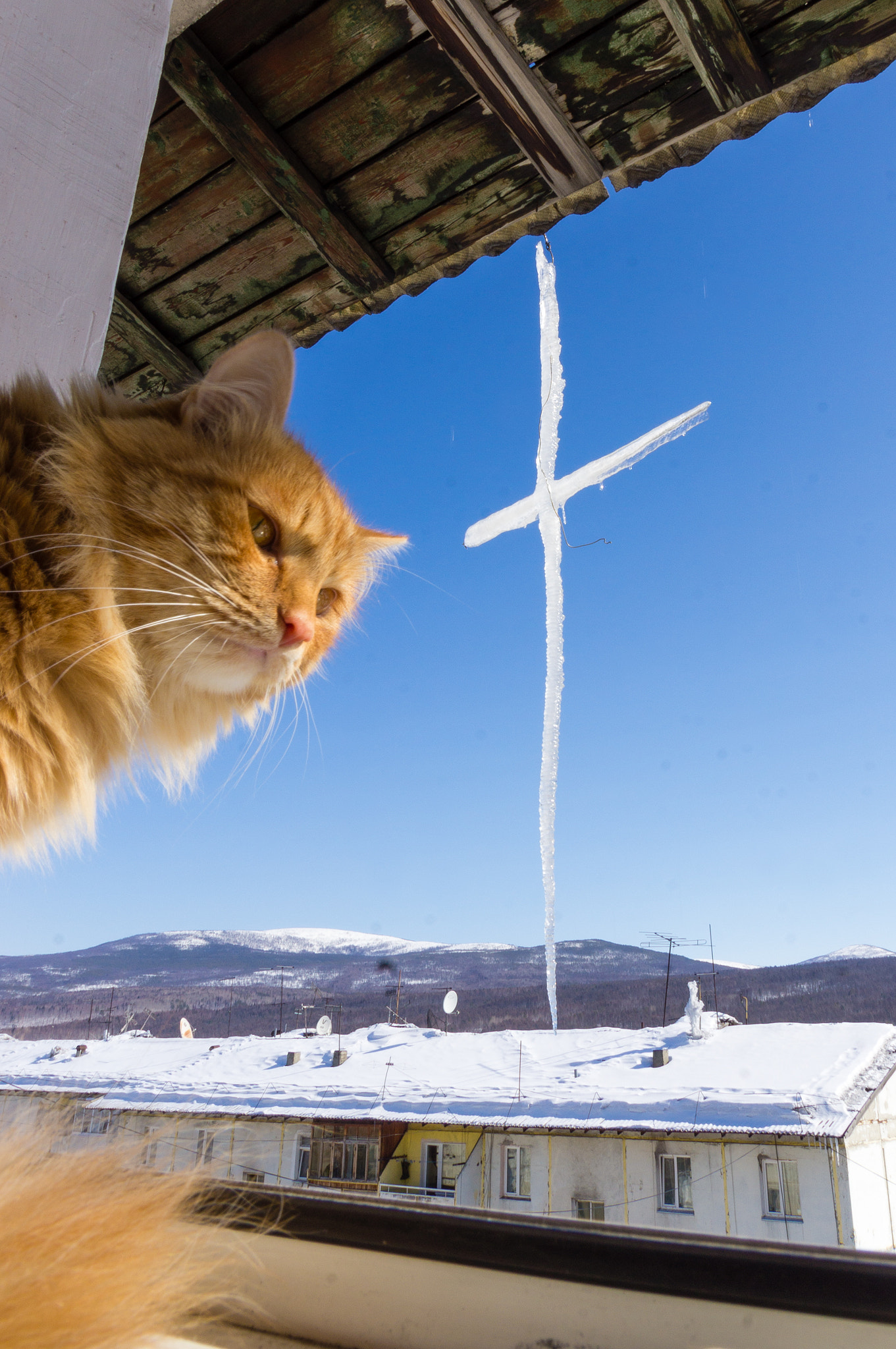 Sony SLT-A55 (SLT-A55V) sample photo. Red cat and ice cross photography