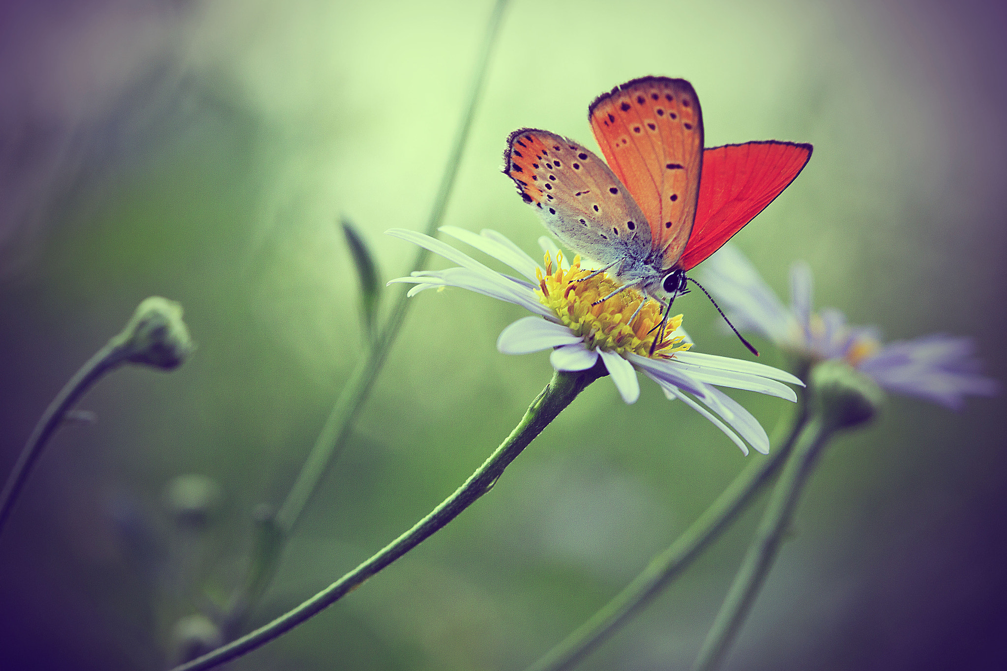 Canon EF 100mm F2.8 Macro USM sample photo. Bfbbef o photography