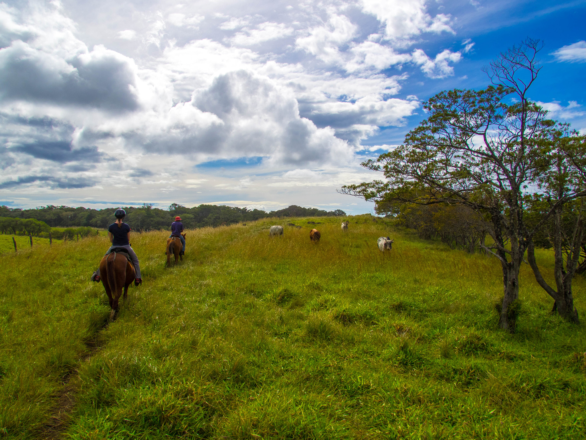 Tamron 14-150mm F3.5-5.8 Di III sample photo. Horseriding in green fields photography