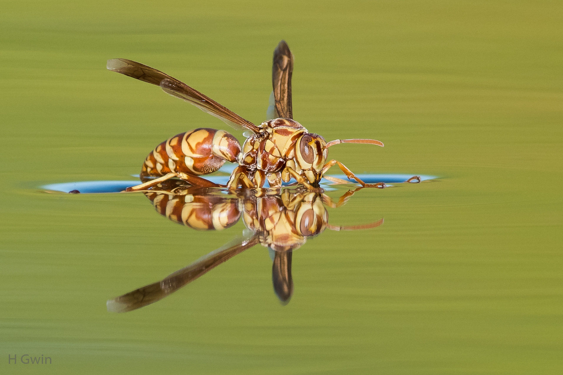 Nikon AF-S Nikkor 300mm F2.8G ED VR II sample photo. Paper wasp photography