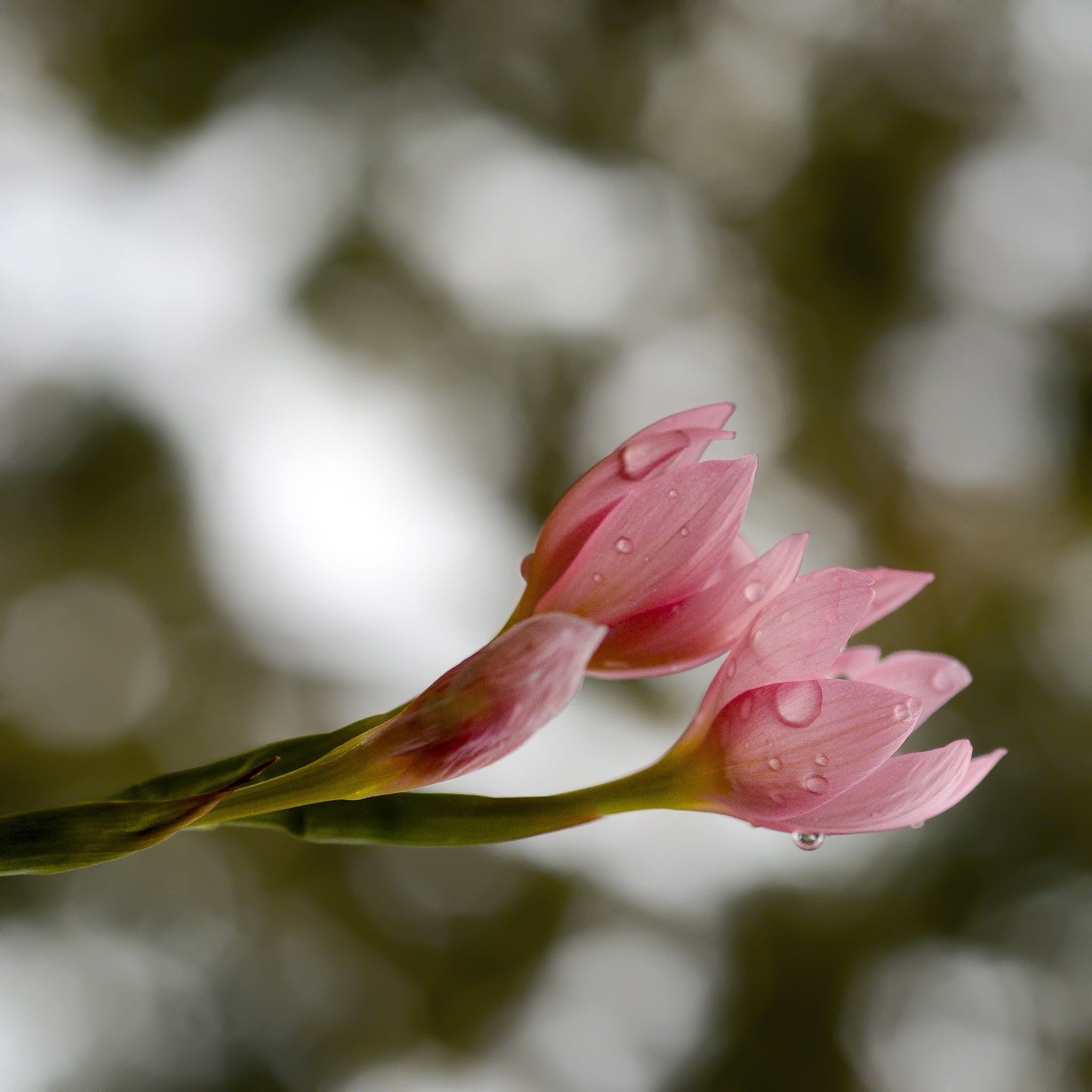 Nikon D7000 + Nikon AF Micro-Nikkor 60mm F2.8D sample photo. Reaching out photography