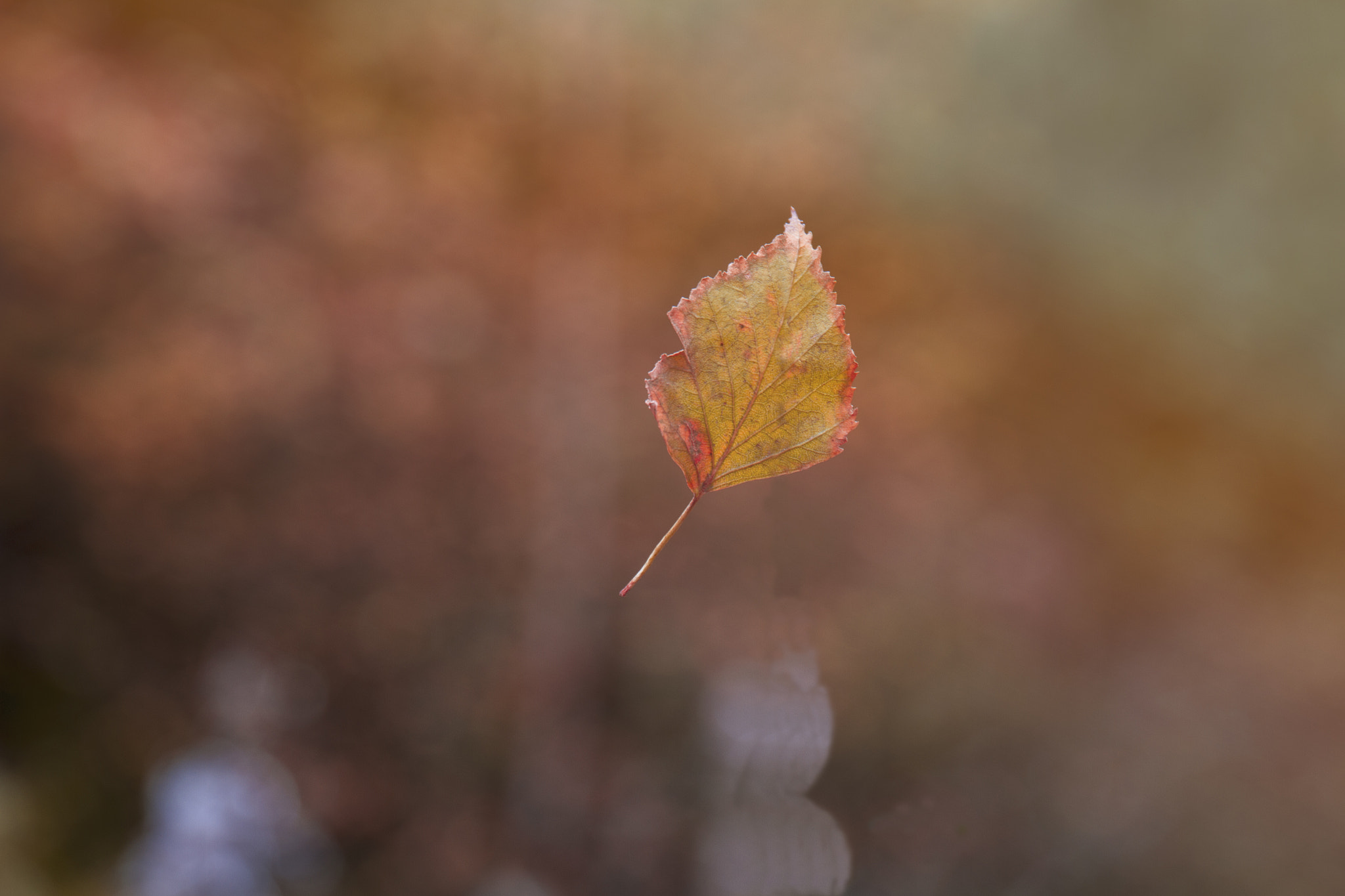 Canon EF 24-70mm F4L IS USM sample photo. Img photography