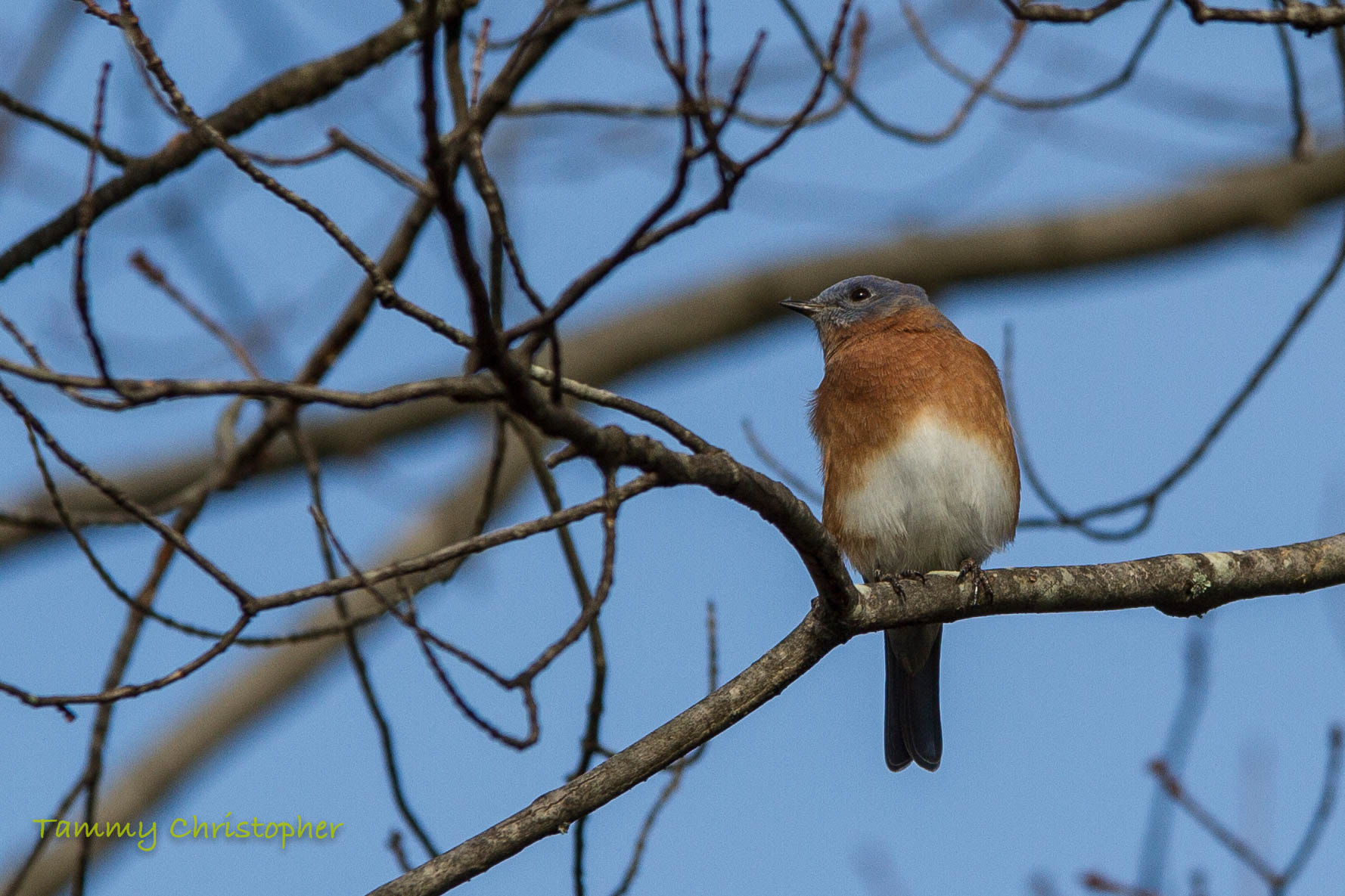 Sigma 70-200mm F2.8 EX DG OS HSM sample photo. Blue beauty photography