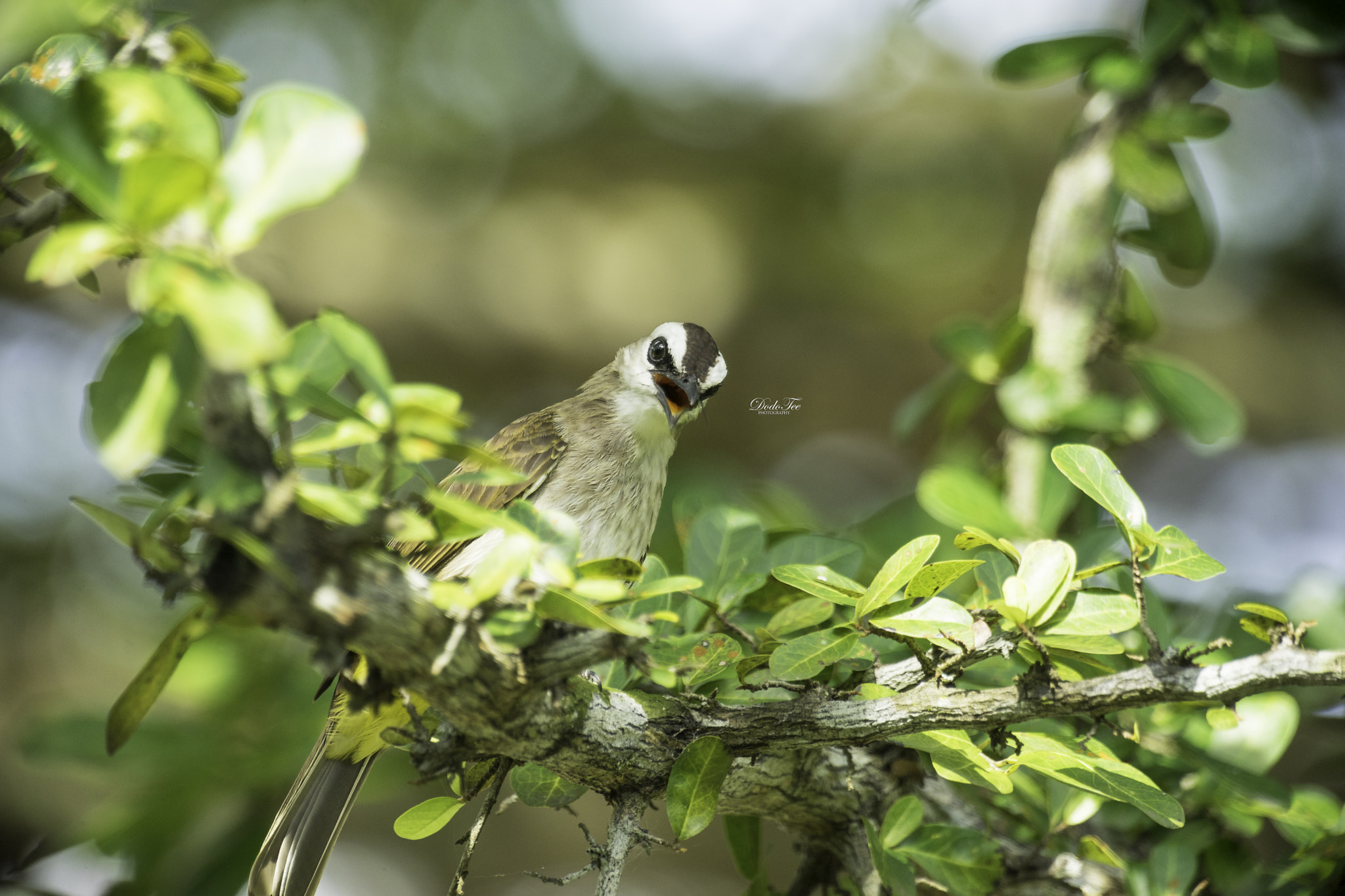 Sony 70-400mm F4-5.6 G SSM II sample photo