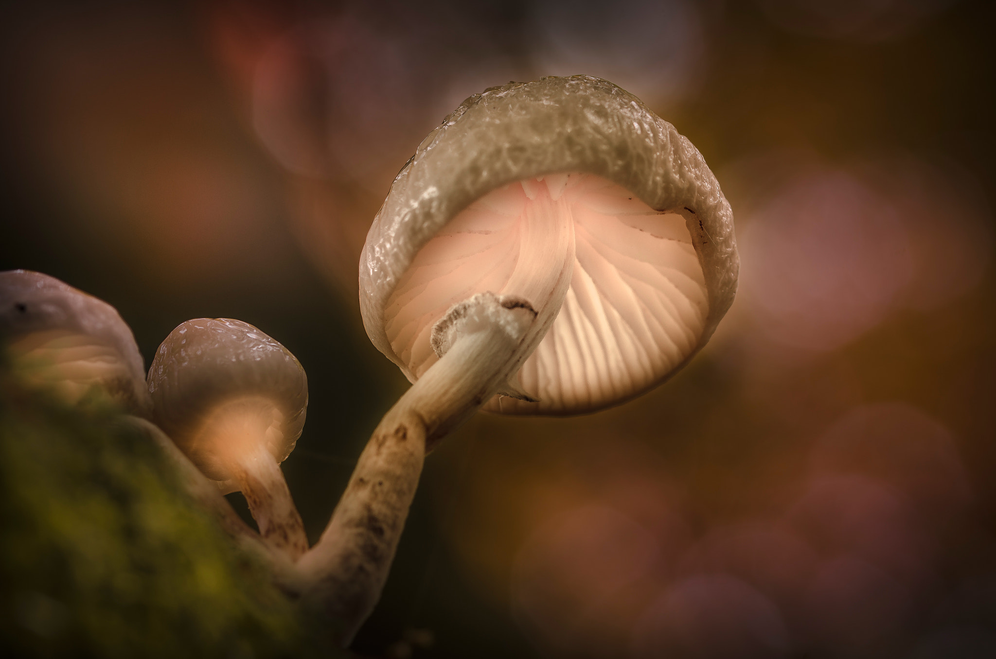 Sigma 105mm F2.8 EX DG OS HSM sample photo. Magic mushrooms photography