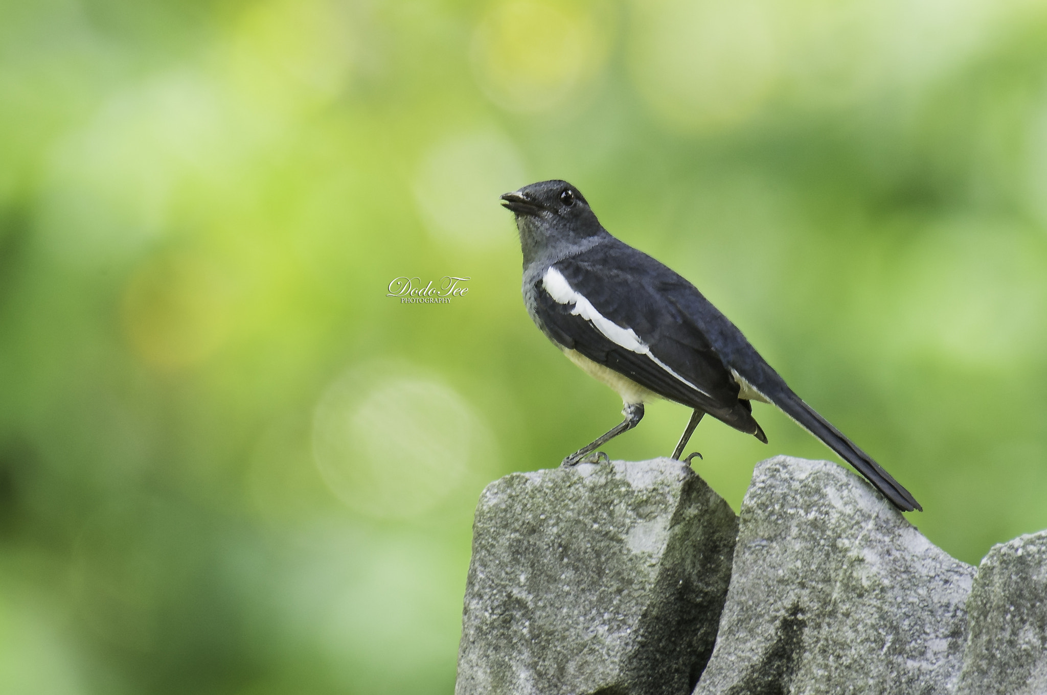 Sony 70-400mm F4-5.6 G SSM II sample photo