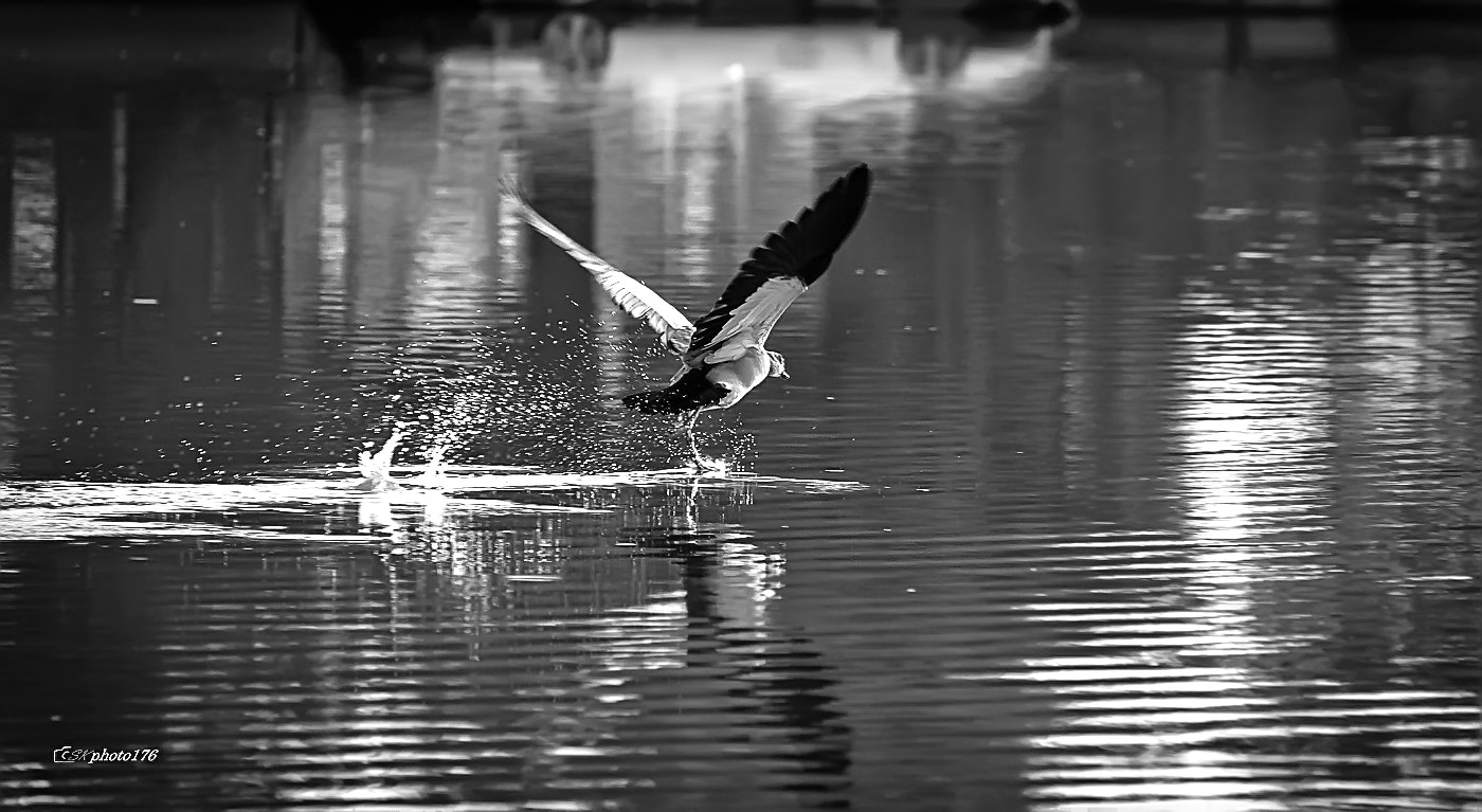 Tamron SP 35mm F1.8 Di VC USD sample photo. Born to freedom photography