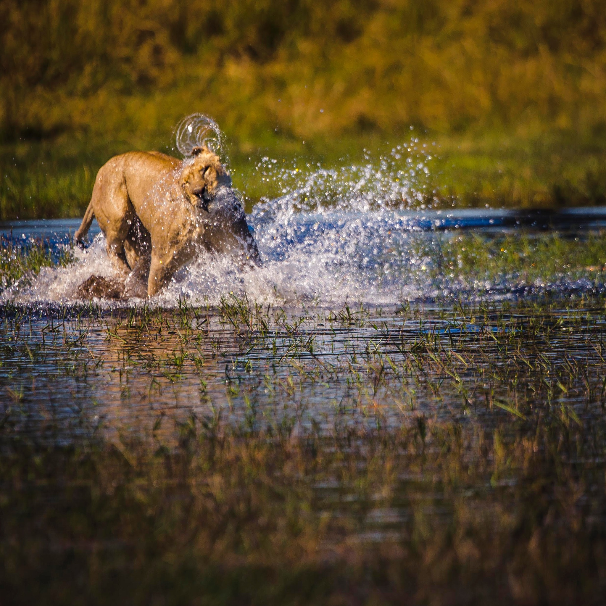 Canon EOS-1D X + Canon EF 200-400mm F4L IS USM Extender 1.4x sample photo. Wet photography