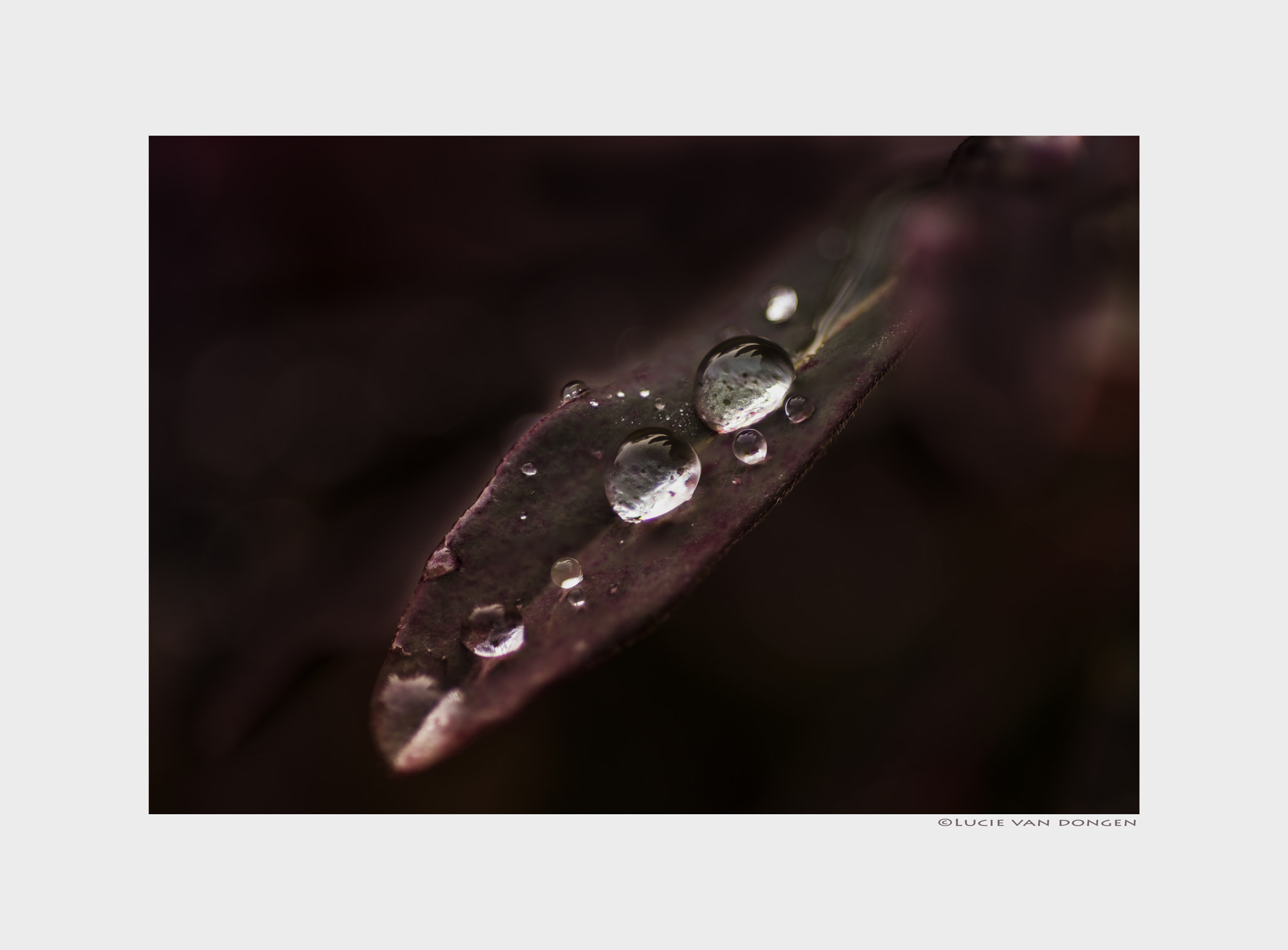 Nikon D610 + Nikon AF Micro-Nikkor 60mm F2.8D sample photo. Euphorbia photography