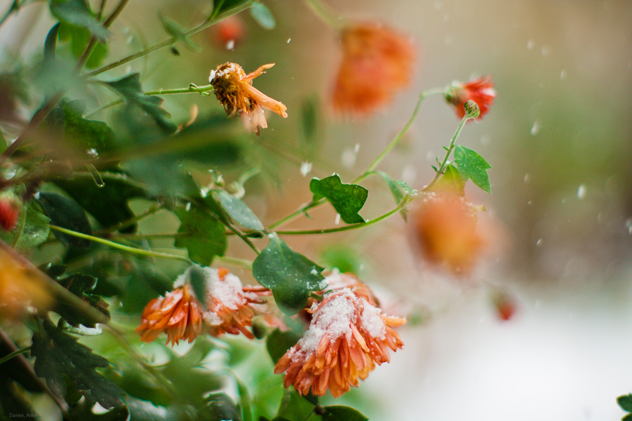 Canon EF 35-80mm f/4-5.6 sample photo. Snowy flowers photography