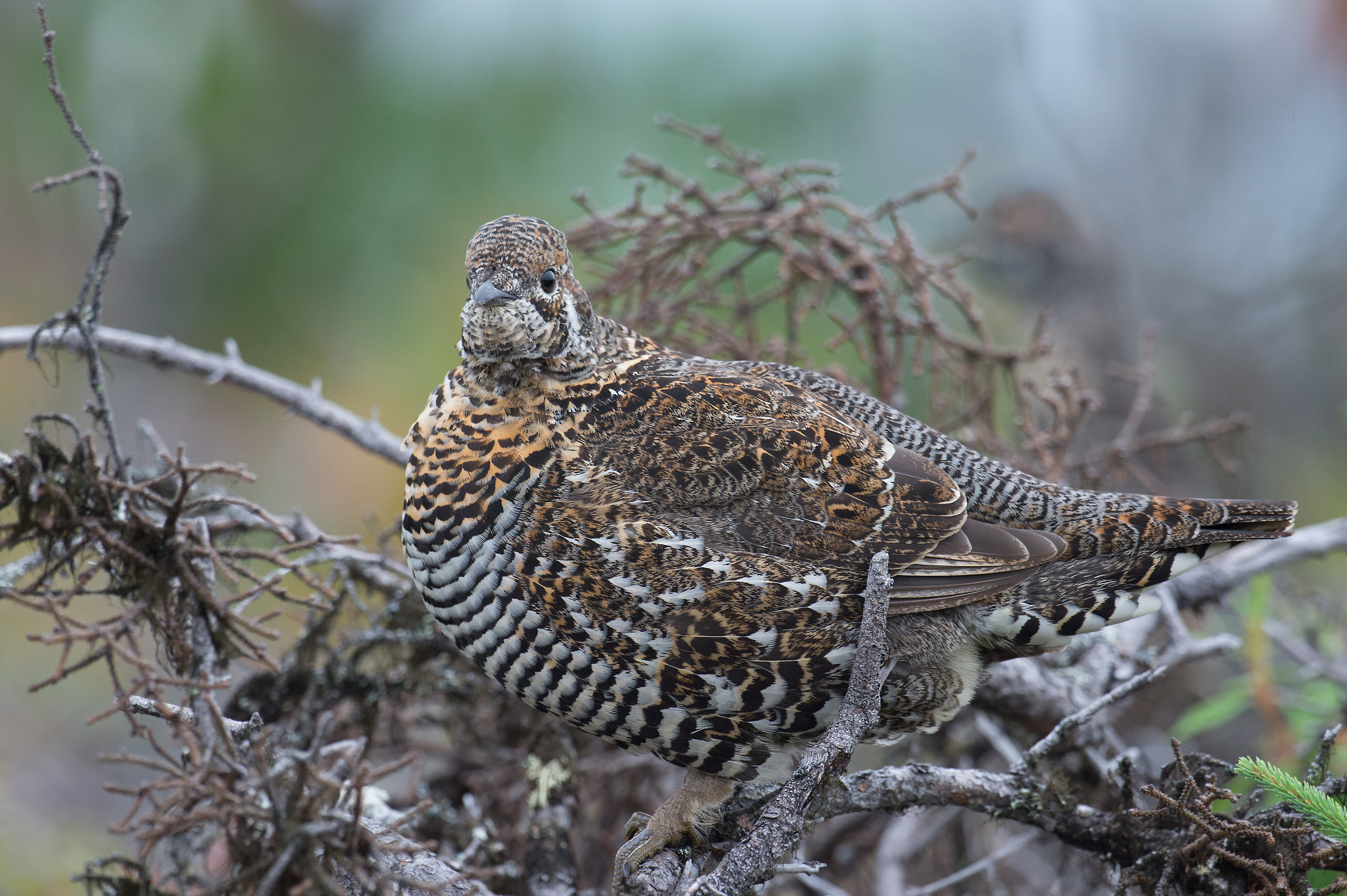 Nikon AF-S Nikkor 800mm F5.6E FL ED VR sample photo. Tetras du canada, falcipennis canadensis, spruce grouse photography