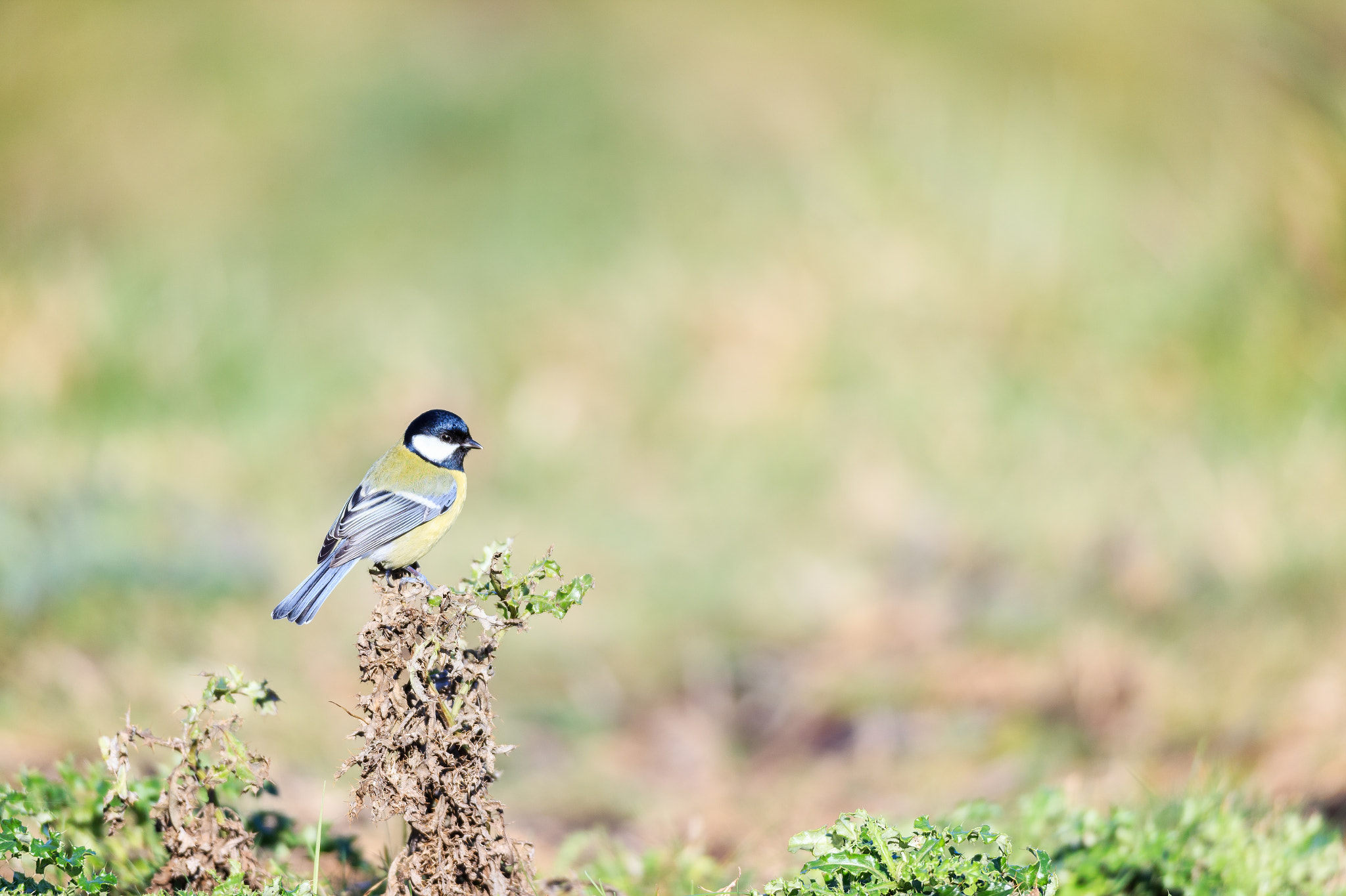 Canon EOS-1D X + Canon EF 600mm f/4L IS sample photo. The lookout photography