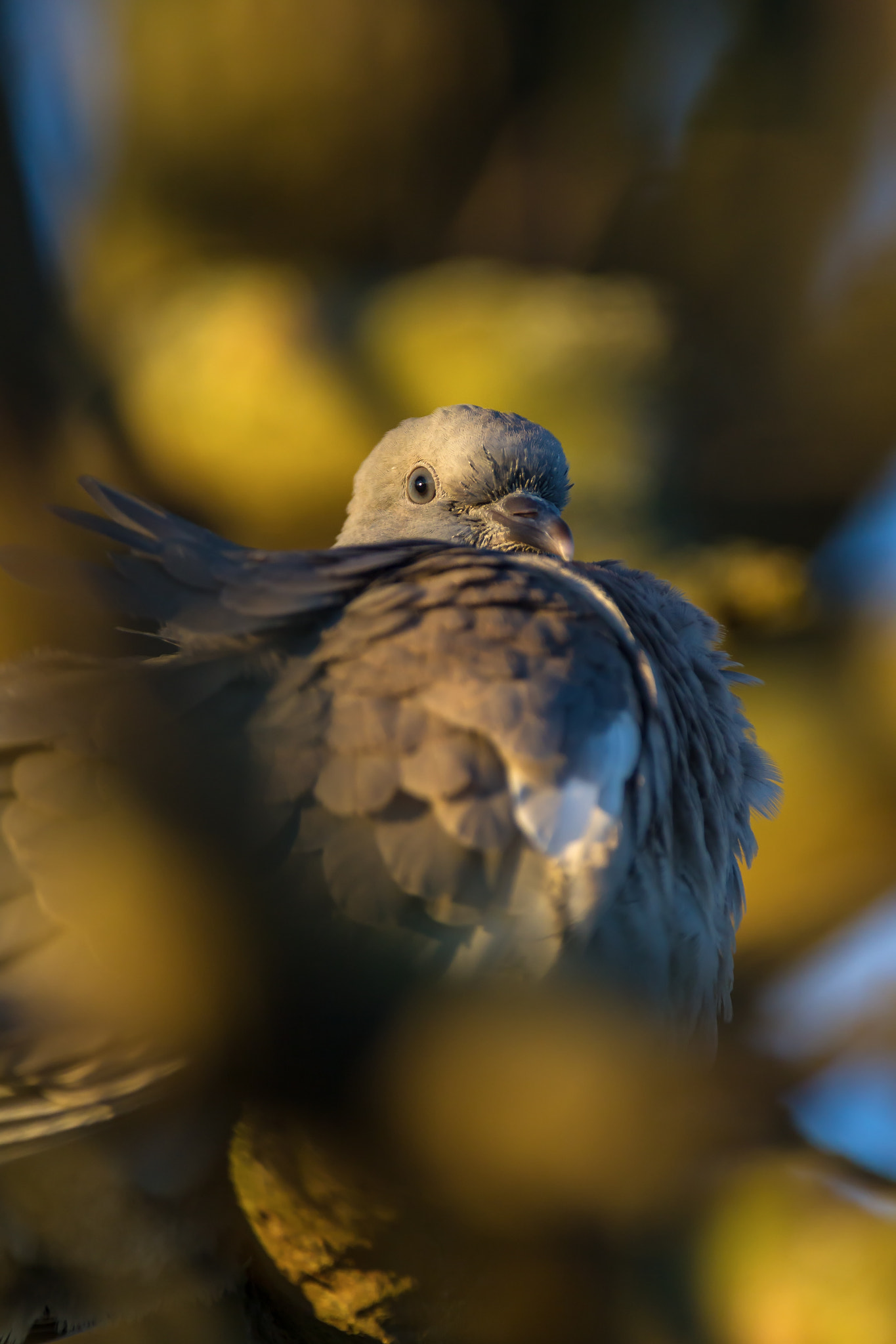 Canon EOS-1D Mark IV + Canon EF 300mm f/2.8L + 1.4x sample photo. Preparing for the night photography