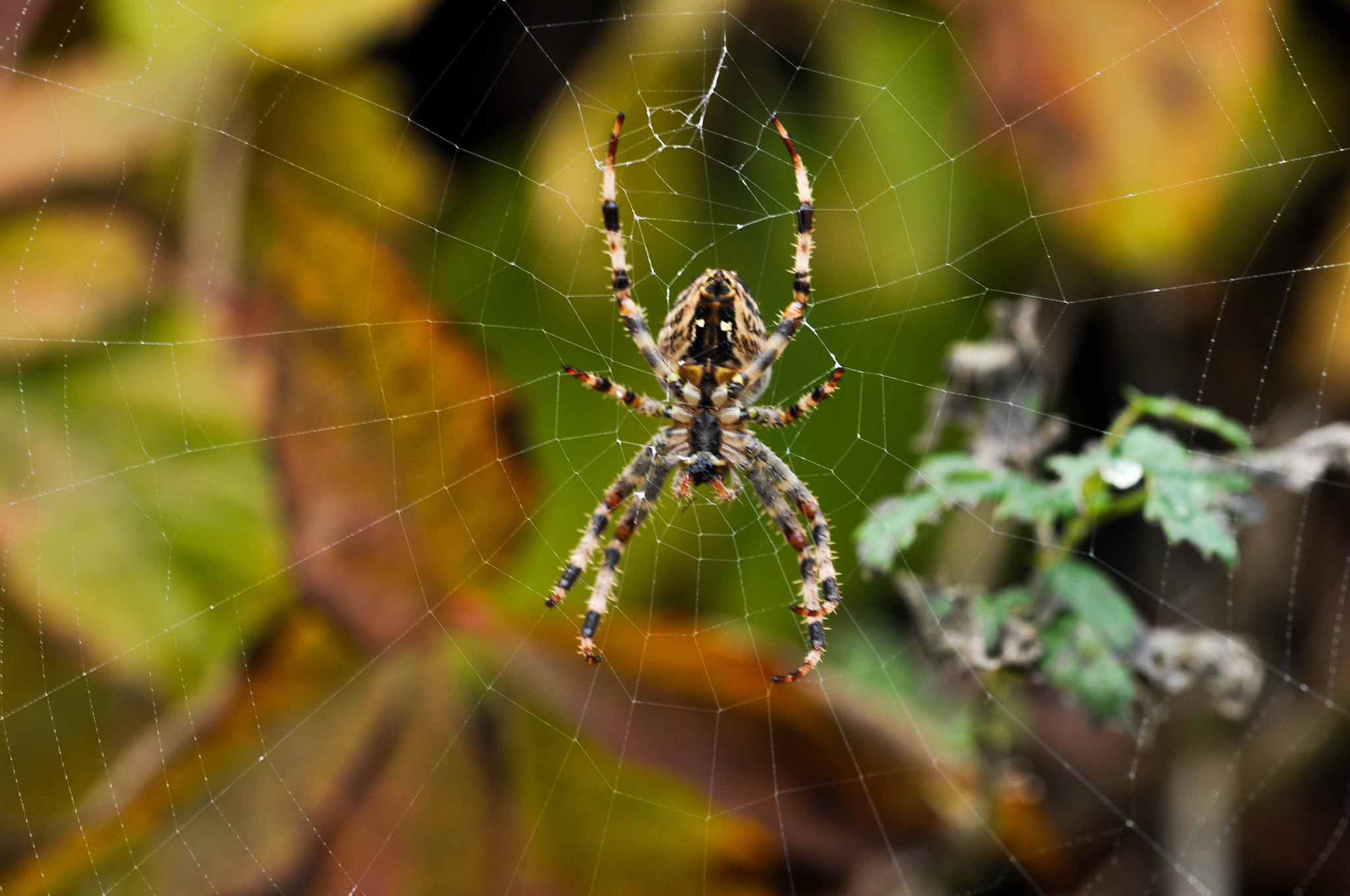 Nikon D5000 sample photo. Halloween photography