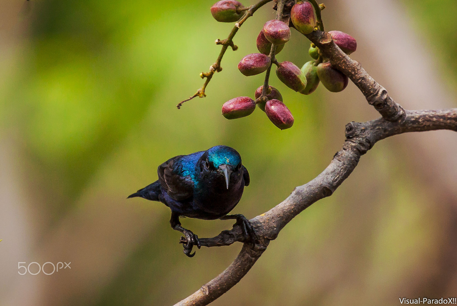 Canon EOS 500D (EOS Rebel T1i / EOS Kiss X3) sample photo. Purple sunbird photography