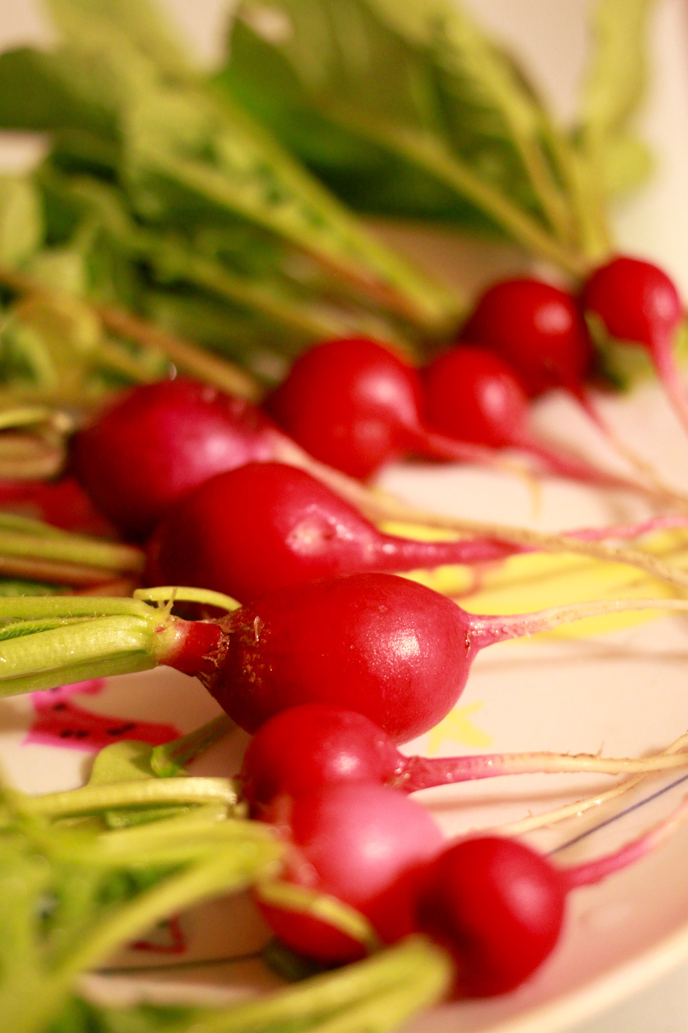 Canon EF 40mm F2.8 STM sample photo. Radish 2 photography