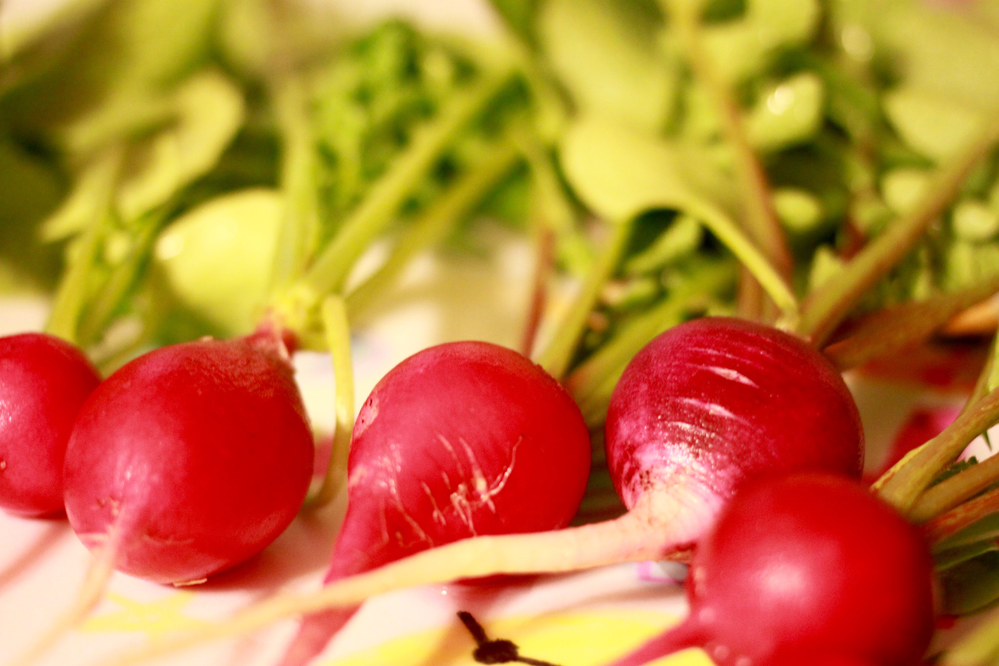 Canon EF 40mm F2.8 STM sample photo. Radish 1 photography