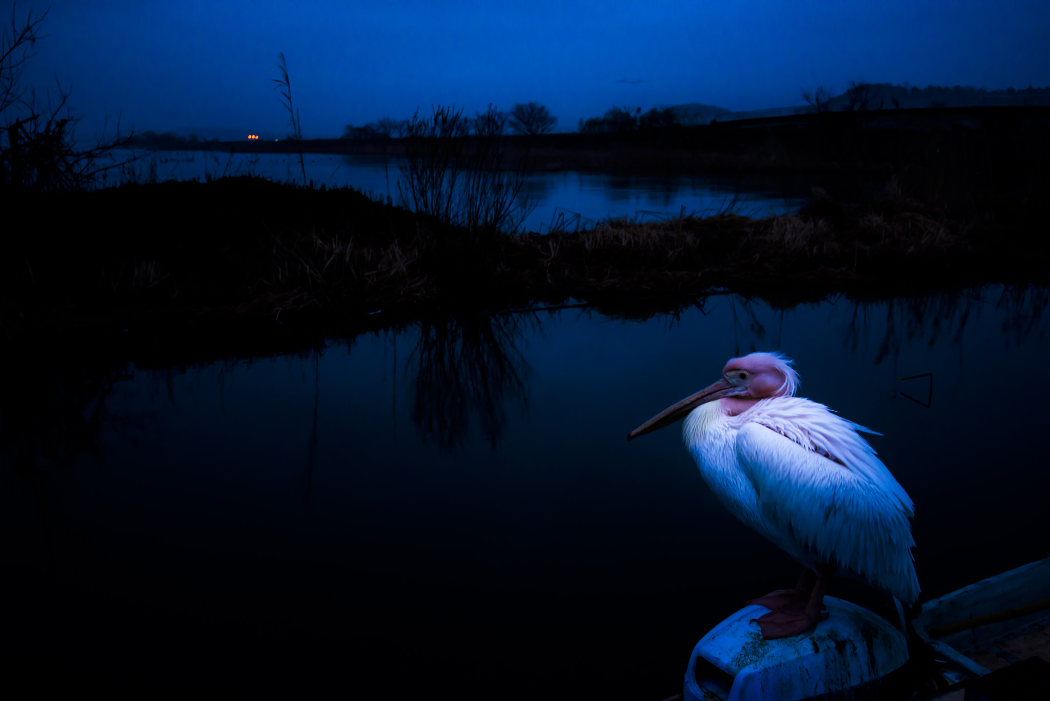 Nikon AF-S Nikkor 18-35mm F3.5-4.5G ED sample photo. 紺青の住人 photography