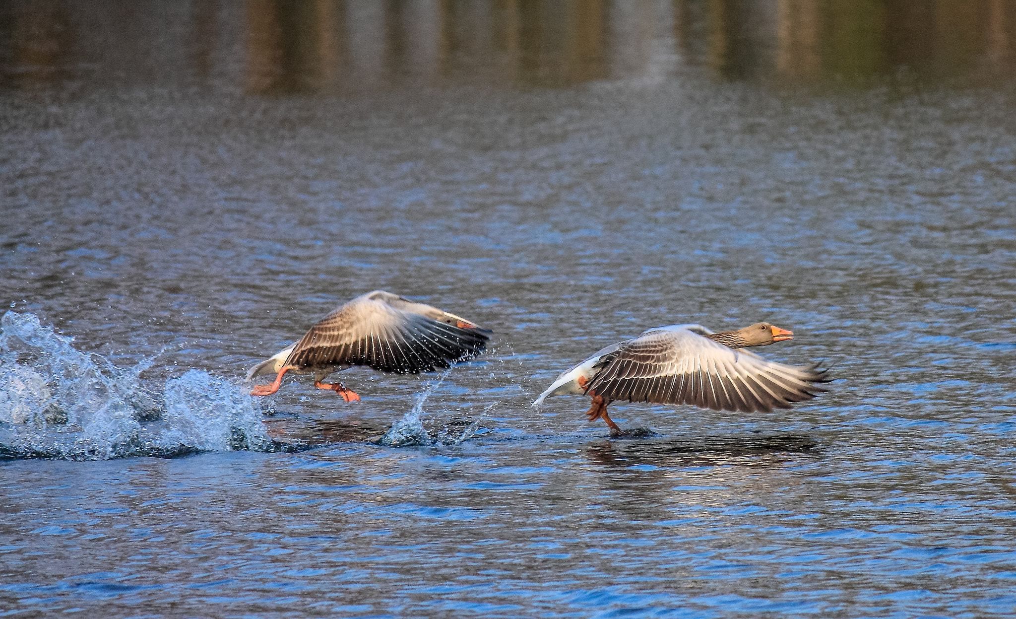 Canon EF-S 55-250mm F4-5.6 IS sample photo. Goose photography