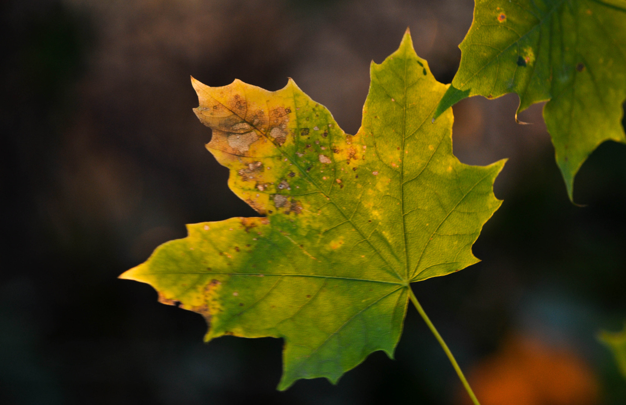 Nikon D5000 sample photo. Saison photography