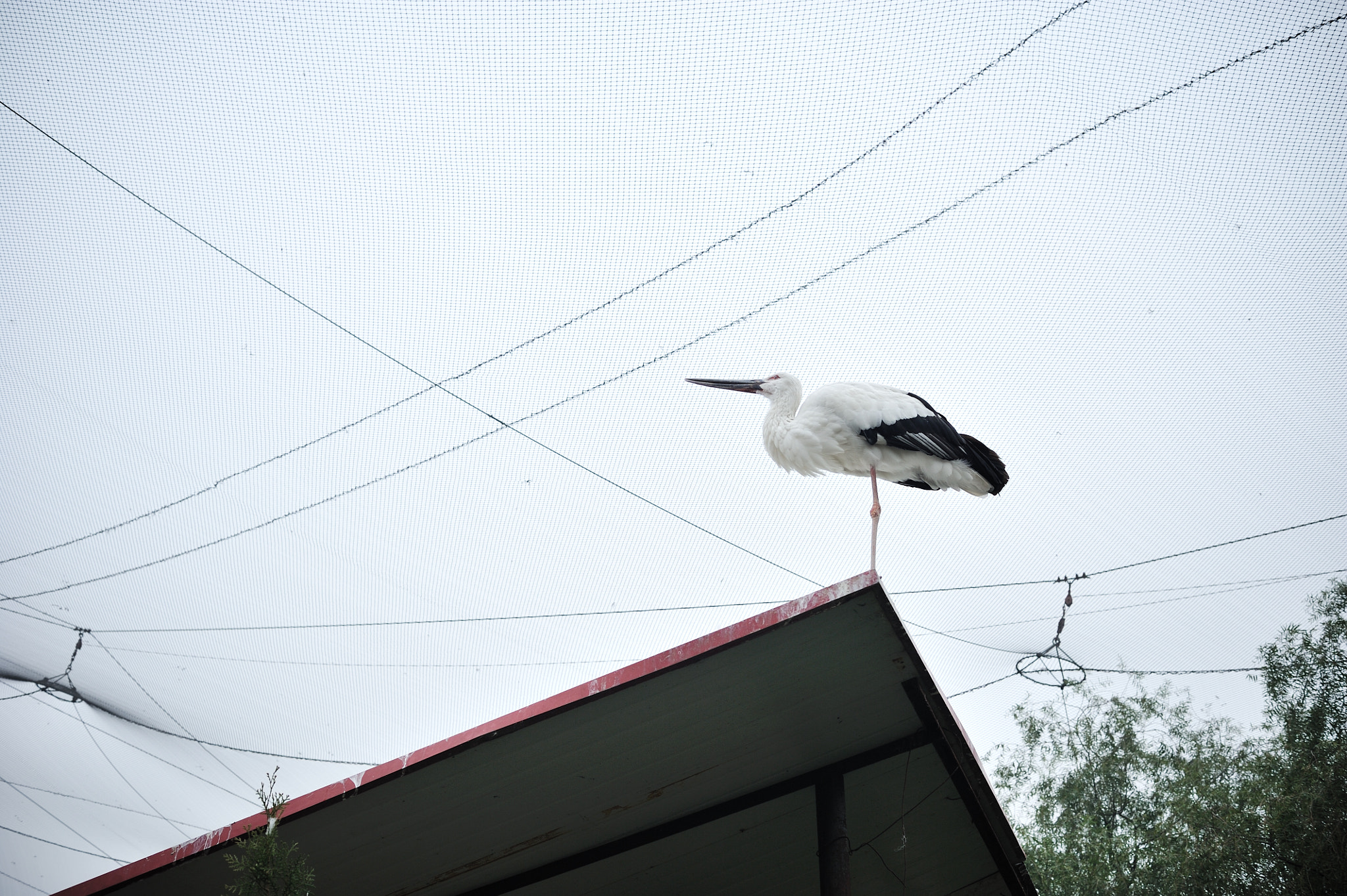 ZEISS Planar T* 50mm F1.4 sample photo. The zoo#6 photography